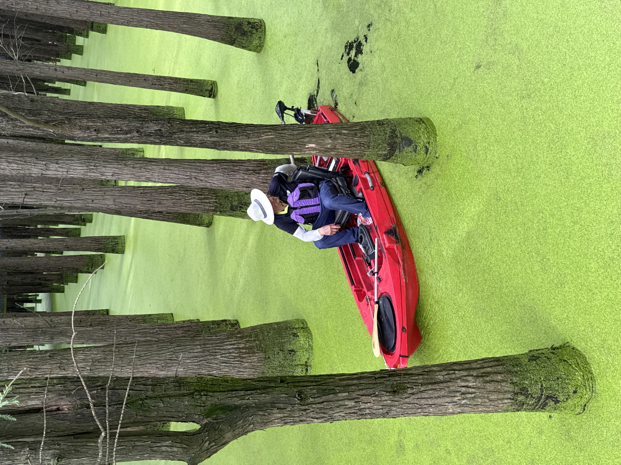 In Lin'an District, China, a person wearing a white hat, a purple life vest over a black shirt with white sleeves, and blue jeans is seated in a red kayak. The kayak is equipped with a trolling motor at the stern and a paddle rests along its side. The kayak is navigating through a body of water densely covered with bright green duckweed. The scene is set within a forest of tall, slender trees with rough bark, some of which are partially submerged in the water, their bases covered in moss. The water's surface is uniformly bright green due to the abundant duckweed, creating a surreal, almost otherworldly landscape. The lighting suggests an overcast or diffused light condition, casting no strong shadows.
