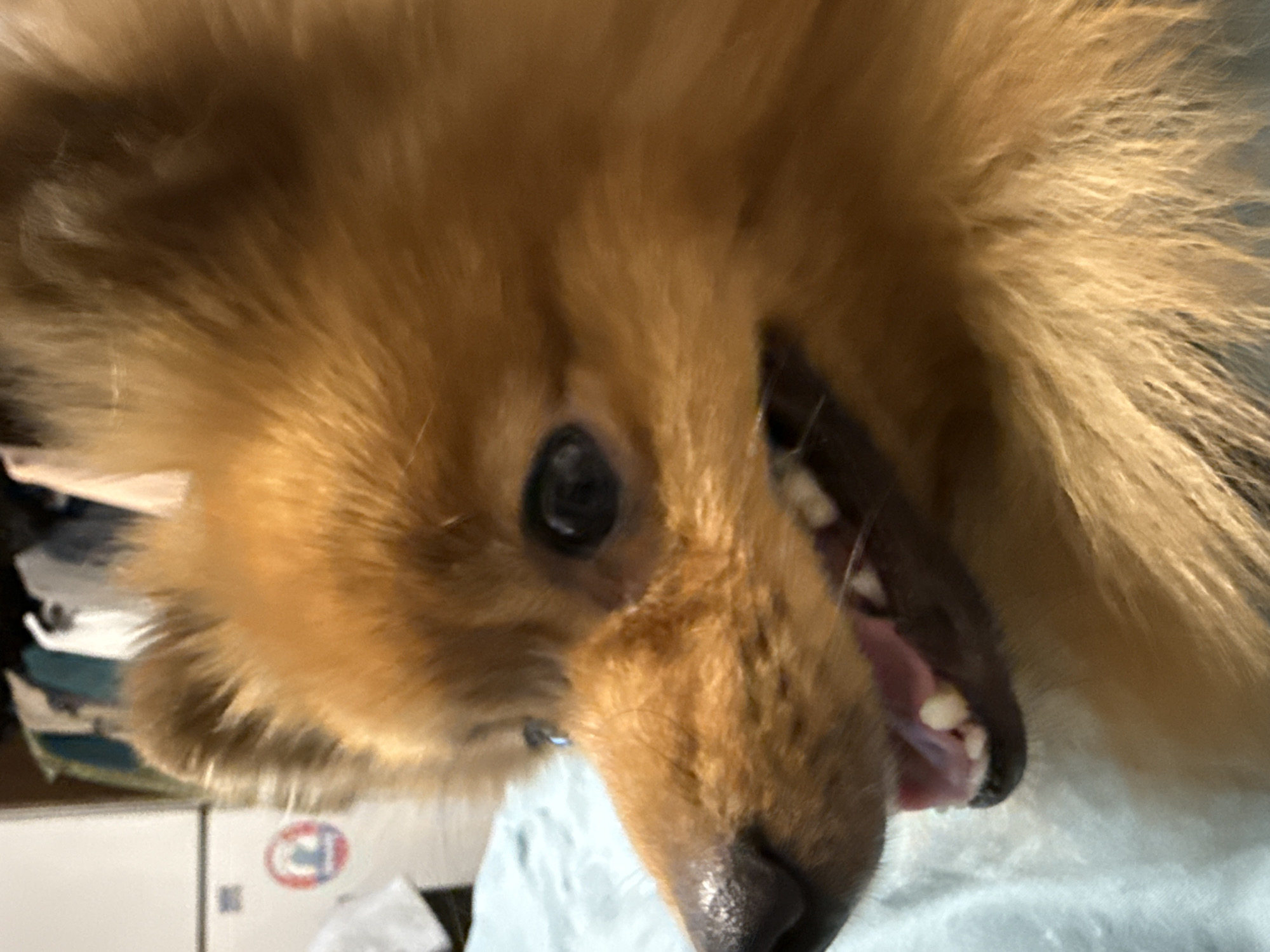 A close-up, eye-level, medium shot captures the side profile of a small, orange-furred dog with its mouth slightly open, revealing teeth and tongue. The dog's fur is fluffy, and its eye is dark and round. The background is blurred, showing hints of clothing on hangers and a white surface with a circular logo. The dog is resting on a light blue fabric surface. There is no discernible information about the location in Khimki, Russia.