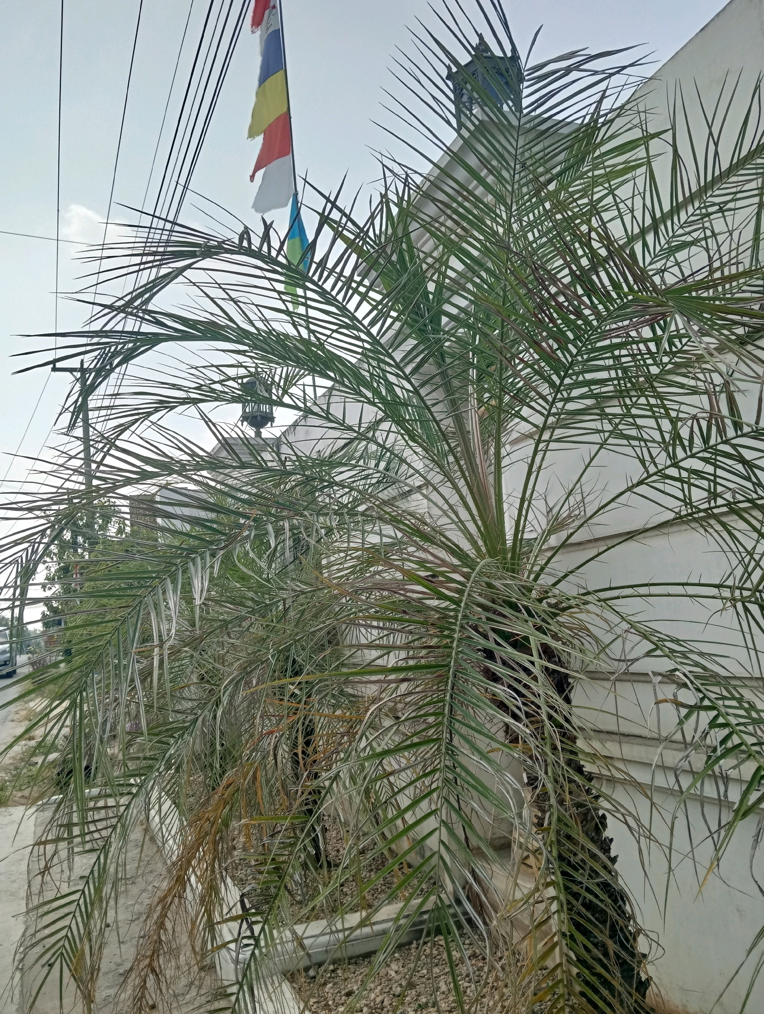 A close-up, slightly low-angle, outdoor medium shot captures a palm tree's fronds in the foreground, obscuring a white building and a clear, overcast sky in the background. Several black electrical wires crisscross the upper portion of the frame. To the left, a utility pole is visible. In the middle ground, a string of colorful flags, red, white, yellow, blue, and green, hang from a pole, partially obscured by the palm fronds. A decorative lantern or light fixture is mounted on a pillar in front of the white building, further behind the flags. The building appears to be a residential or commercial structure with a textured, white facade. The ground in the foreground is paved with concrete and gravel. The overall scene suggests an urban or semi-urban environment in Pringsewu, Indonesia, possibly a street-facing property.