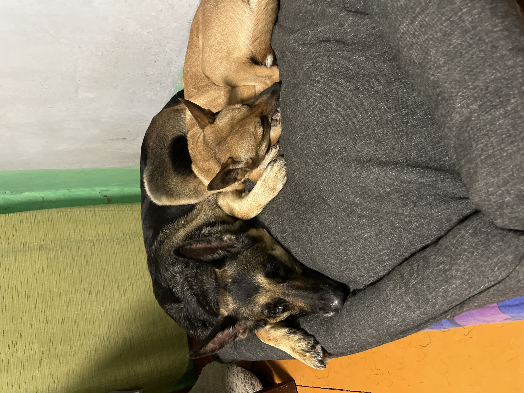 The image, taken in Nizhny Tagil, Russia, is vertically oriented and captures two dogs resting together indoors. A large, dark grey textured fabric, likely a blanket or part of a sofa, occupies much of the right side and center of the frame, serving as a comfortable resting surface for the animals.
The most prominent subject is a black and tan dog, possibly a German Shepherd or similar breed, lying on the grey fabric with its head positioned towards the lower right of the frame. Its eyes appear closed, indicating sleep or deep rest. One of its front paws is visible, curled up next to its head. Its fur displays a mix of dark and lighter brown/tan tones.
Snuggled closely above and slightly behind the black and tan dog is a fawn-colored dog. Only its head, neck, and part of its back are clearly visible, resting against the black and tan dog's body and the grey fabric. It also appears to be asleep or very relaxed, suggesting a strong bond between the two animals.
The background to the left features a light green upholstered surface, possibly a cushion or chair, with vertical striations. Above this green surface is a narrow, brighter green strip, likely a wall trim or molding. A plain, light-colored wall (white or off-white) is visible in the upper left corner. Towards the bottom right, beneath the grey fabric, a section of an orange floor with some texture is visible, along with a glimpse of a purple and blue patterned fabric.
The overall scene conveys a feeling of peace, warmth, and close companionship. The soft indoor lighting contributes to the tranquil atmosphere. There is no visible text in the image.