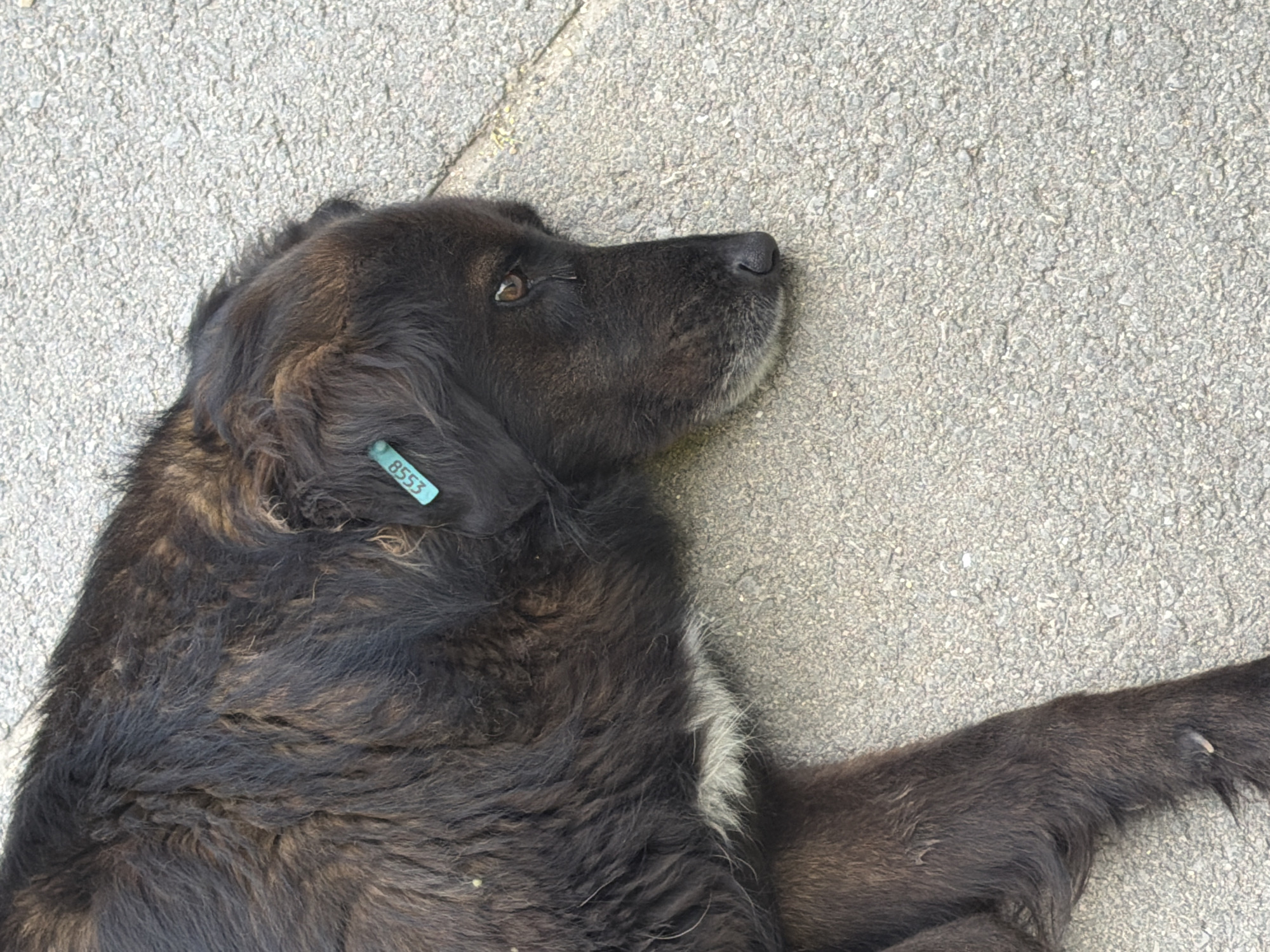 A dark-colored dog with a light-colored tag with the number "8558" on its ear is lying on a rough, grey surface. The dog's head is turned to the right, and it appears to be sleeping or resting. A tear is visible in the dog's eye. The surface appears to be asphalt or concrete. The image was taken in Chervena Voda, Bulgaria.