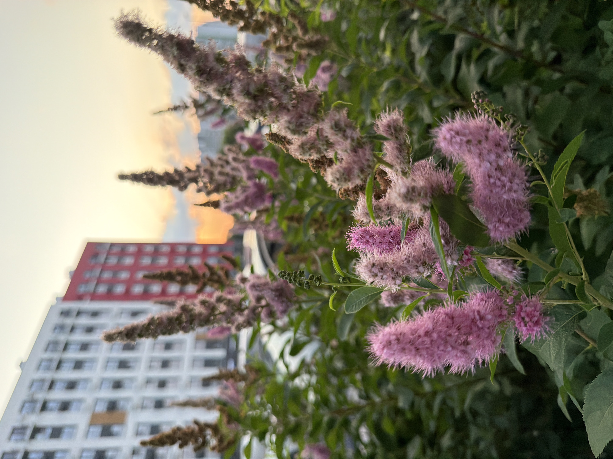 A low-angle, medium shot captures a cluster of fluffy pink flowers in the foreground, with a blurred background of apartment buildings and a soft sunset sky. The flowers are the main focus, with their soft, feathery texture and vibrant pink color. They are in various stages of bloom, with some appearing fully open and others still forming. The apartment buildings in the background are tall and modern, with a mix of white and red facades. The sky is a warm blend of orange, pink, and yellow, indicative of a sunset. The overall scene suggests an urban setting with a touch of nature.