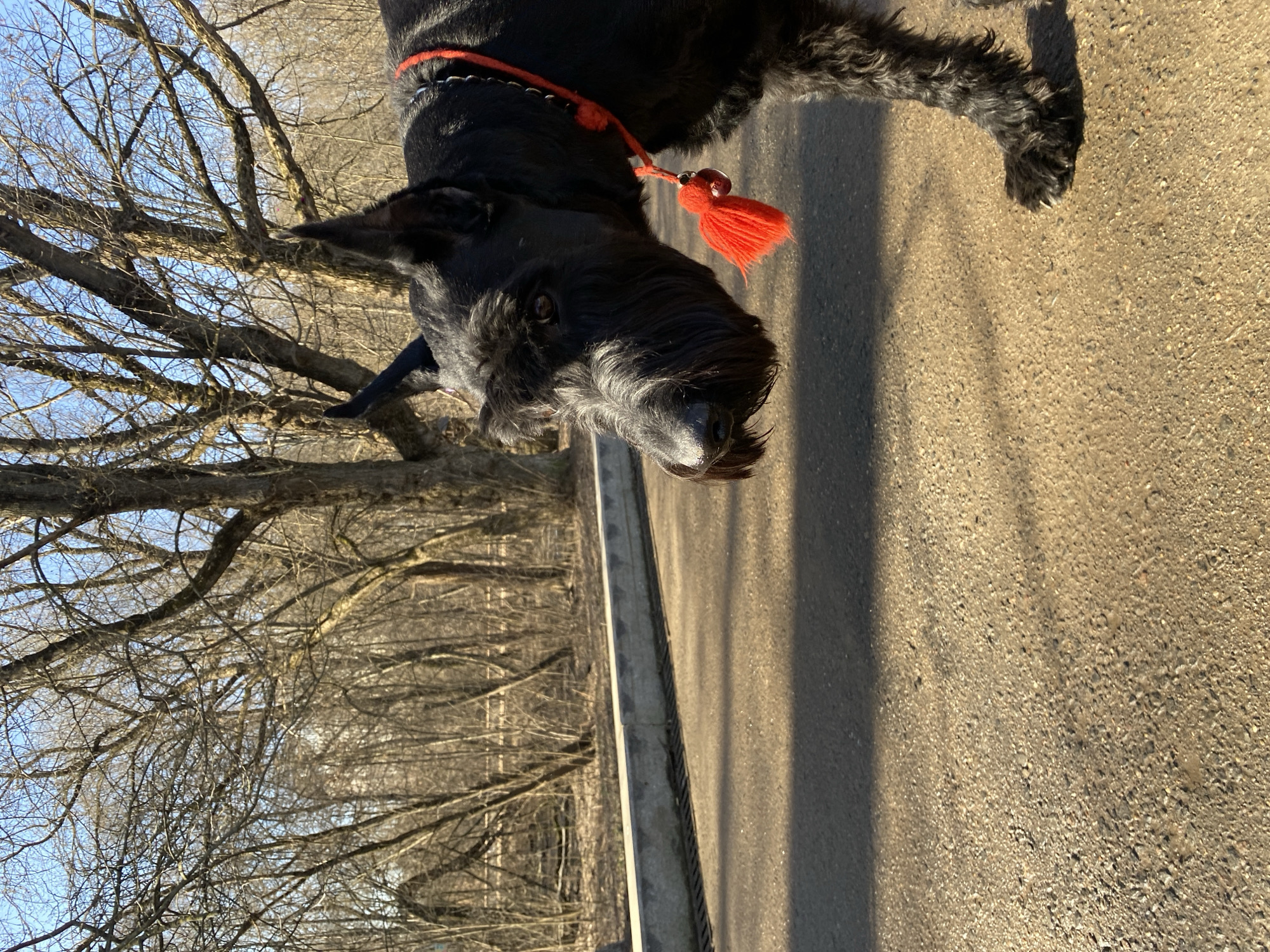 The image features a black Giant Schnauzer dog wearing a red leash with a tassel. The dog is standing on a concrete path or sidewalk, likely on a bridge or elevated walkway as evidenced by the concrete barrier on the left side of the frame. In the background to the left are bare trees against a pale blue sky, suggesting a late autumn or winter setting. The location appears to be a park or green space. There are no discernible buildings or landmarks to definitively confirm that this is in Moscow, Russia. The image is taken from a high angle, looking down at the dog. The lighting suggests it is either morning or late afternoon.