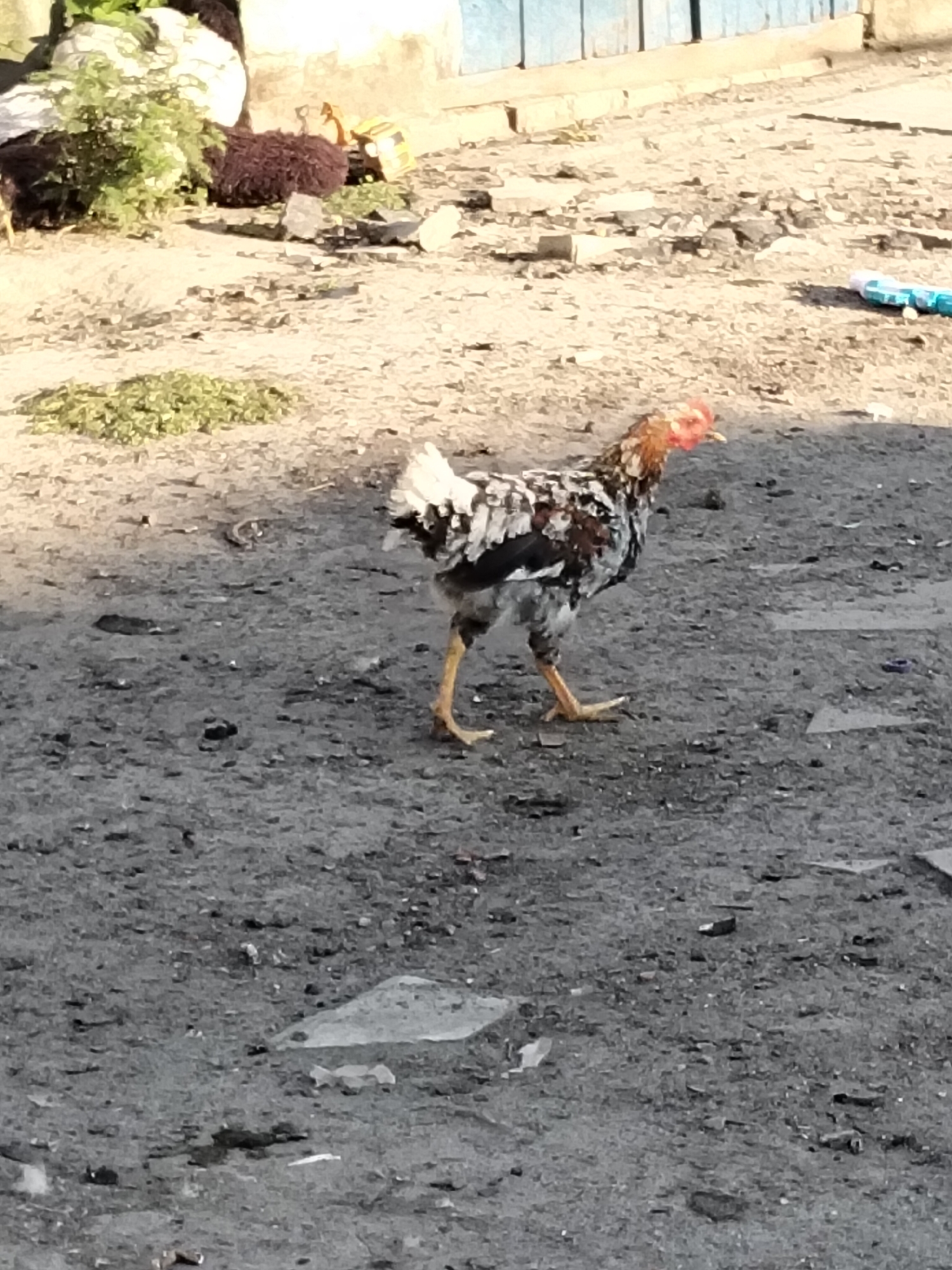 In Ustyvytsia, Ukraine, a small, brown and white rooster stands on a dirt path. The rooster is in the center of the frame, facing right. Its head is tilted slightly, and its beak is open. The rooster's feathers are a mix of brown, white, and black. Its legs are yellow and its feet are visible. The ground is rough and uneven, with small stones and debris scattered across it. In the background, there is a building with a blue wooden fence. To the left of the rooster, there is some green foliage. To the right, there are some blue plastic objects. The scene appears to be outdoors, possibly in a rural or semi-rural setting.