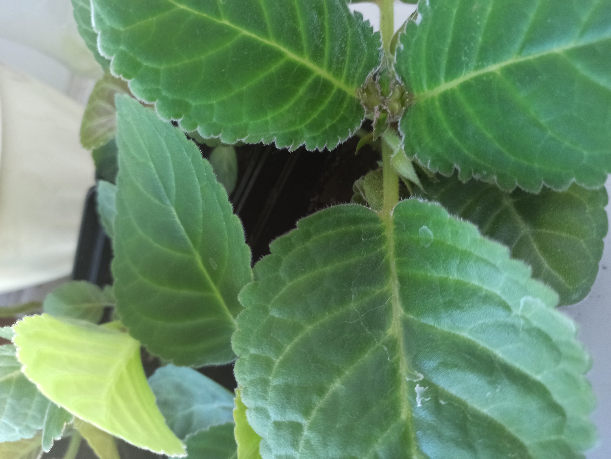 The image shows a close-up view of several green leaves of a plant. The leaves are textured with visible veins and a slightly fuzzy surface. Some leaves are a lighter green, suggesting new growth, while others are a deeper green. The background is blurred, showing hints of a light-colored pot and dark foliage. The scene appears to be indoors, possibly on a windowsill. There is no indication of the city of Promyshlennaya, Russia, or any specific location within a city. The image focuses solely on the plant's foliage.
