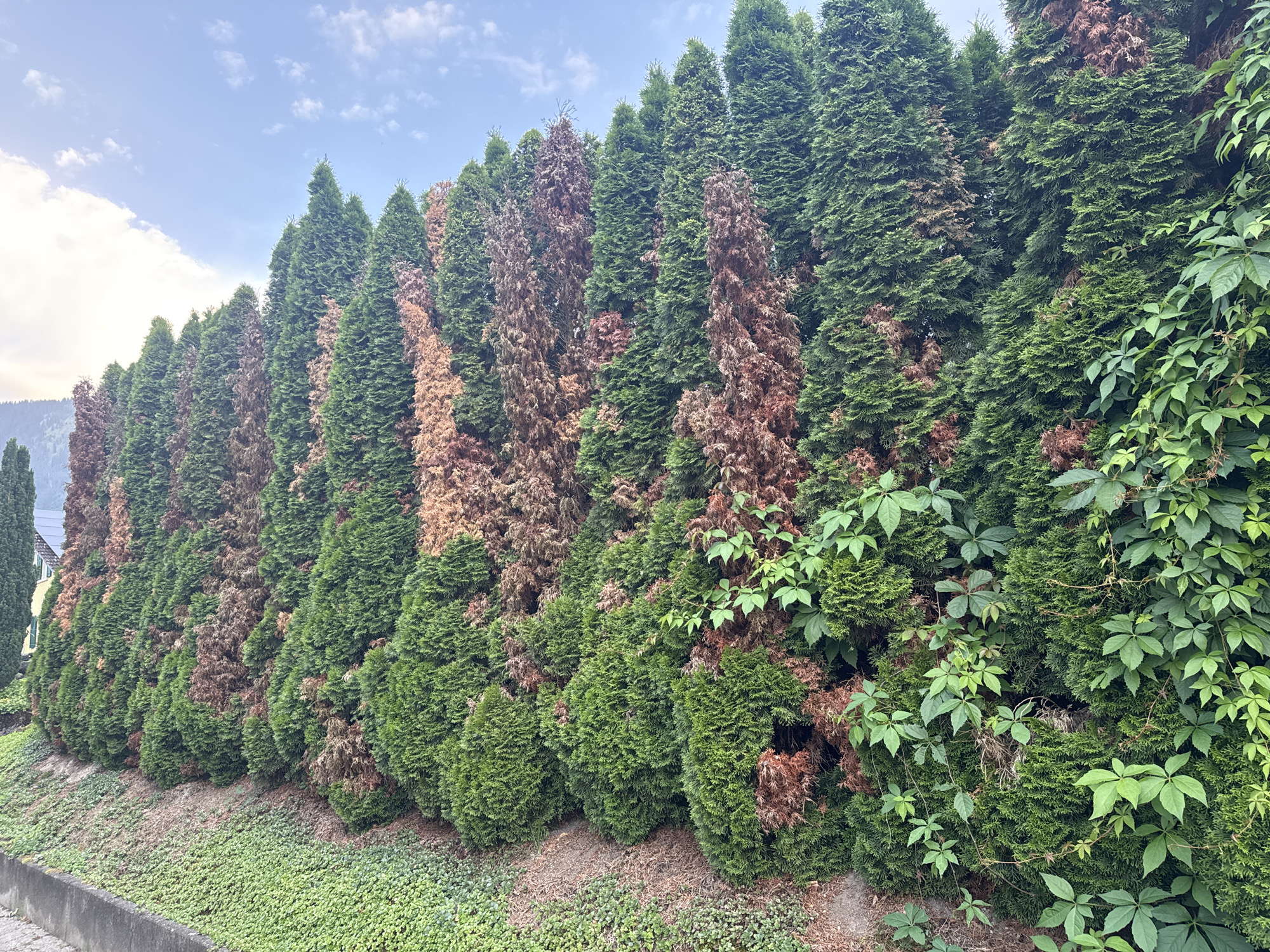In Nendeln, Liechtenstein, a dense row of evergreen trees, likely cypress, forms a natural barrier along a sloped embankment. The trees are a mix of vibrant green and dry, brown foliage, indicating areas of stress or decline within the uniform line. Some sections of the trees are heavily intertwined with bright green ivy, adding a contrasting texture and color to the scene. The embankment is covered in low-lying green ground cover, and a concrete curb runs along the bottom edge of the image. In the background, a pale sky with scattered clouds suggests daytime. The overall impression is of a well-established but aging landscape feature in a residential or semi-rural setting.