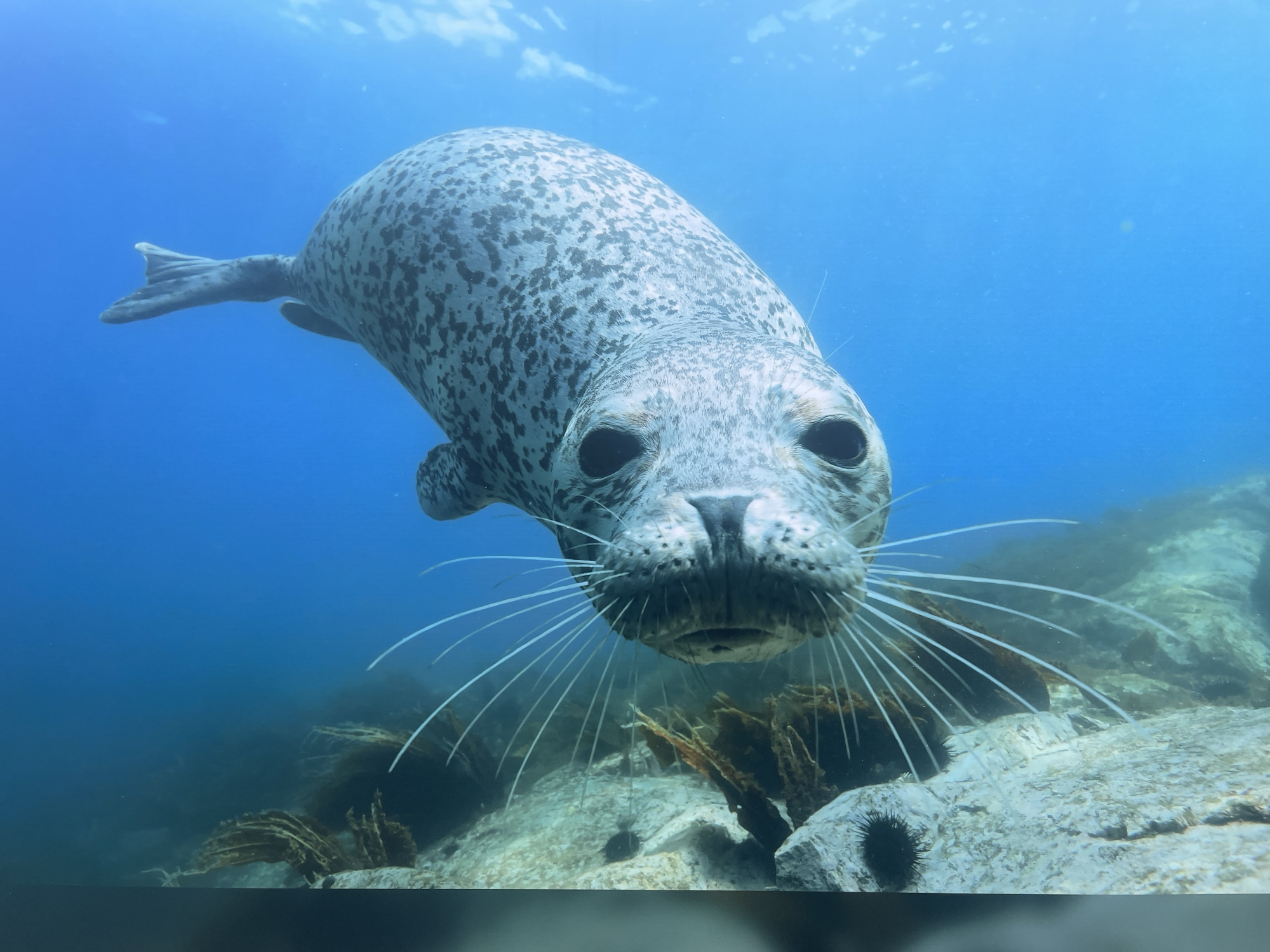 A close-up underwater photograph reveals a spotted seal swimming in the sea near Sochi, Russia. The seal is the primary subject and appears to be swimming towards the camera. Its body is gray with dark spots, and its large eyes and prominent whiskers are clearly visible. The seal's tail is slightly blurred, indicating motion. The background is a mix of blue water and a rocky seabed. Some seaweed and other marine growth can be seen on the rocks. The water clarity is good, allowing for a relatively clear view of the seal and its environment. The lighting is natural, with sunlight filtering through the water, creating a gradient from lighter to darker shades of blue.