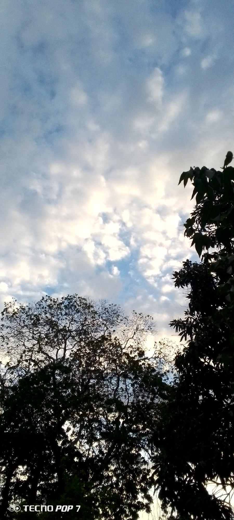 This is a vertical, eye-level, outdoor photograph taken during daylight. The image captures a silhouetted view of trees against a cloudy sky. The sky is a light blue with scattered white clouds, some of which are illuminated by sunlight filtering through. The trees in the foreground are dark silhouettes, with their branches and leaves obscuring much of the sky. The bottom left corner of the image shows a watermark reading "TECNO POP 7". The scene appears to be in a natural or semi-natural environment, possibly a park or a residential area with mature trees, in Altagracia, Venezuela. There are no people or specific actions depicted in the image.