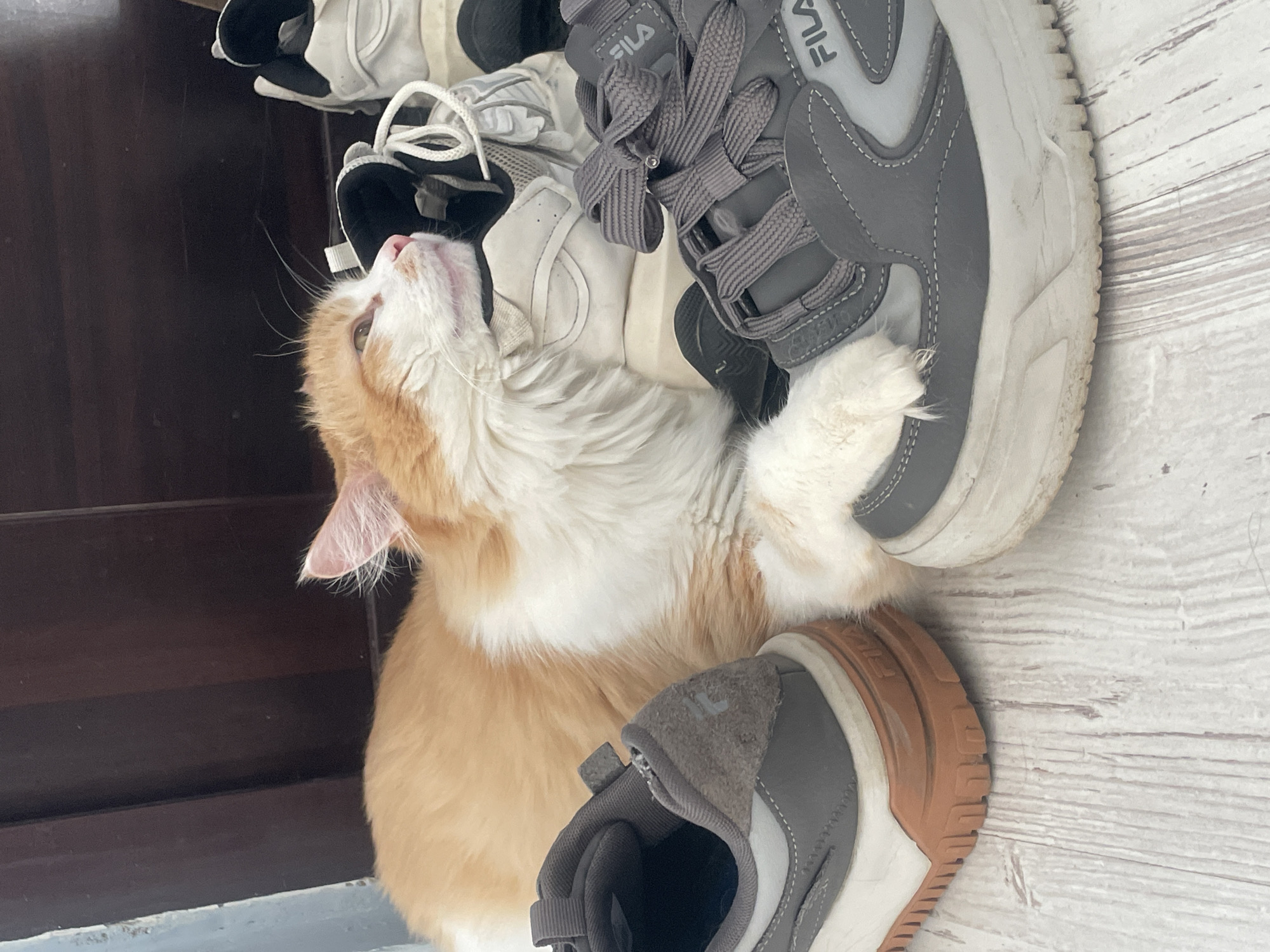 An upward-facing, close-up shot features an orange and white cat interacting with several pairs of sneakers. The cat, with prominent white fur on its face, chest, and paws, and ginger fur on its back and ears, is positioned in the lower-left quadrant of the image. Its head is tilted back, eyes partially closed, and it appears to be rubbing its cheek against the side of a grey sneaker. One of its white paws rests on top of the same grey sneaker.
Multiple shoes are visible in the frame, primarily sneakers. The most prominent pair is grey with white soles, and the brand name "FILA" is clearly visible on the side of one of these shoes. Another white sneaker with black accents is partially visible behind the grey ones, and another grey sneaker with a brown sole is in the bottom right corner, also showing "FILA" text.
The setting appears to be indoors. A dark brown, vertical surface, possibly a door or a wooden wall, occupies the left side of the background. The floor is a light-colored wooden or laminate surface with a visible grain pattern, indicating a clean, domestic environment. The lighting suggests it is daytime. The cat's posture and partially closed eyes convey a sense of contentment or affection towards the shoes.