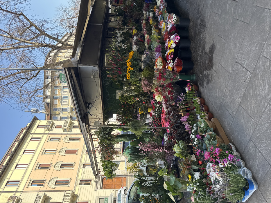 The image depicts a vibrant street scene in Milan, Italy, specifically featuring a flower stall on a wide pavement.
The primary subject is a semi-permanent flower stall, characterized by a dark, flat roof or awning supported by metal framing, and lighter-colored side panels, one of which exhibits green graffiti. The stall is densely packed with a diverse array of potted plants and cut flowers, displayed in various containers including black buckets, ceramic pots, plastic trays, and clear plastic wrap. Observable flora includes numerous varieties of flowering plants in hues of pink, purple, red, white, yellow, and orange, such as lilies, sunflowers, petunias, primroses, and lavender, alongside various green foliage plants and small shrubs.
The stall is positioned on a grey paving stone sidewalk, which shows evidence of dampness or staining in areas. To the left, a paved road is visible, occupied by a light-colored vehicle, possibly silver or white, and a darker vehicle behind it. On the far left, a multi-story building with a light yellow/cream facade, arched windows, reddish-brown shutters, and ornate balconies is present. A partial green sign with "FARMACIA" is visible on the ground floor of this building.
In the mid-ground, behind the flower stall, a large deciduous tree with bare branches stands against a clear blue sky. A street pole with a green sign bearing the white text "Pam" is located beneath the tree. Further back, additional multi-story buildings, some appearing older and more weathered, contribute to the urban backdrop. A cellular antenna is visible on the rooftop of a distant building. No individuals are depicted within the frame.