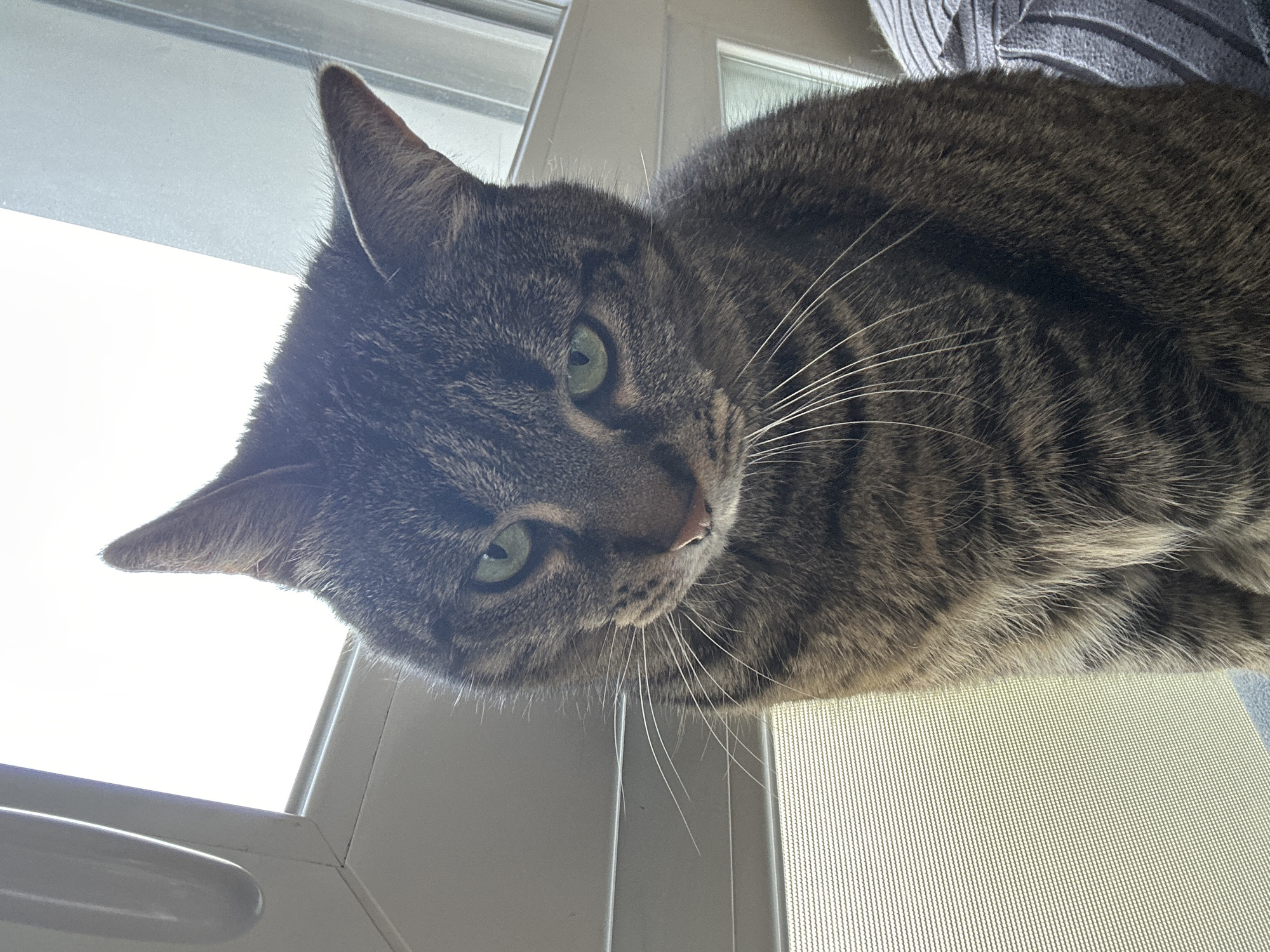 A grey and brown striped tabby cat with striking green eyes is the central subject of this close-up, low-angle shot. The cat's head is tilted slightly, and its gaze is directed intently towards the viewer. Prominent white whiskers extend from its muzzle. The cat's fur shows distinct tabby markings.
The setting appears to be indoors, with the cat positioned near or on a window. Bright, diffused light streams in from the background, suggesting daytime. Portions of a white window frame are visible, particularly in the top left and bottom right sections of the image. To the lower right, a fine mesh screen, consistent with a window screen, can be seen. In the upper right corner, a small section of grey, ribbed fabric, possibly a knitted garment or upholstery, is visible, suggesting the cat might be resting on a lap or piece of furniture. The cat's expression conveys alertness and curiosity. There is no visible text.