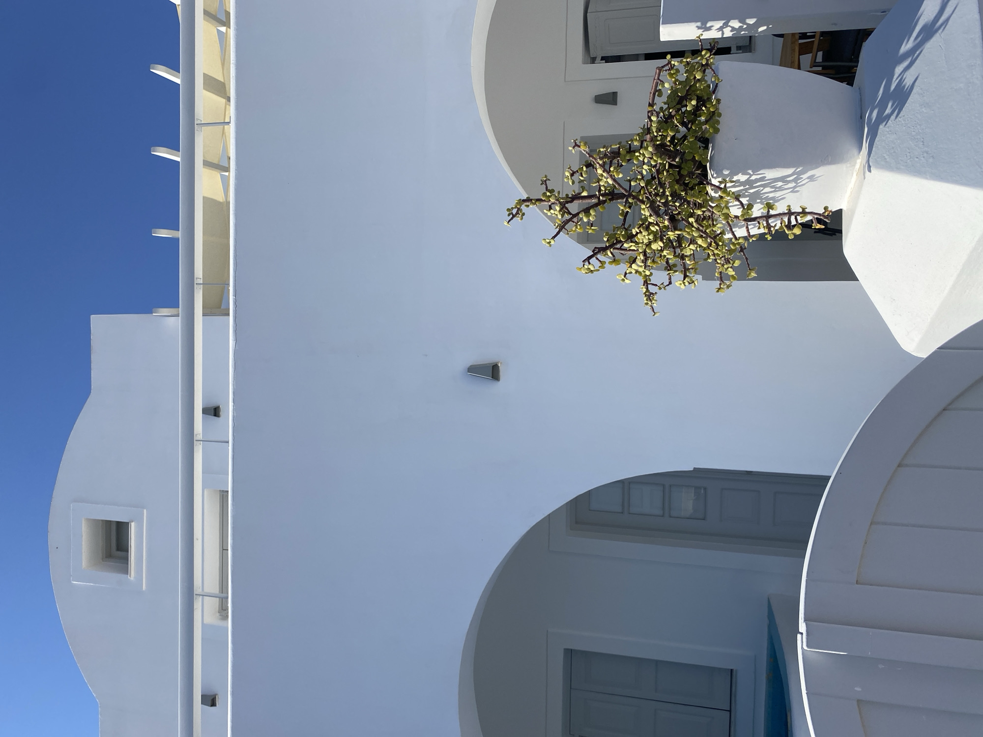 This is a daytime, eye-level outdoor shot of a white building with blue sky. The architecture is consistent with the Cycladic style found in Ia, Greece, featuring whitewashed walls, arched doorways, and a rounded roofline. A small, square window is visible in the upper part of the structure, set within a decorative niche. A white pergola with fabric shading extends across the upper portion of the building. In the foreground, a white square planter holds a small, leafy green plant with thick branches. The plant casts a shadow on the white pedestal it sits on. Archways and doors are visible on the building's facade, partially obscured by the central white wall. A white fence curves in the lower left of the frame. The scene is clean and minimalist, emphasizing the contrast between the white architecture, the green plant, and the bright blue sky. There are no people visible.