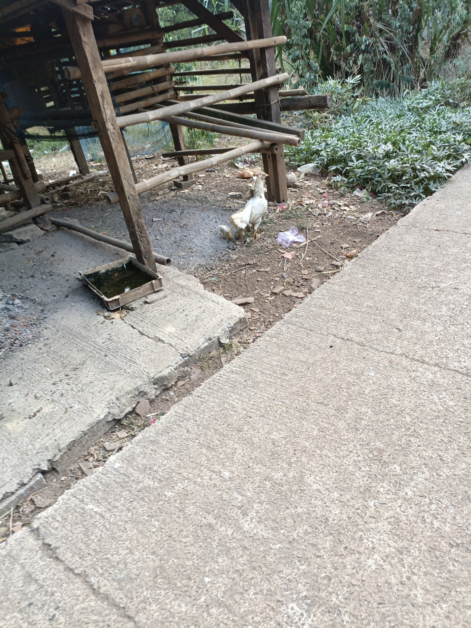 In Lubangbuaya, Indonesia, a chicken and its chick stand on a dirt patch near a rustic wooden structure. The structure, made of bamboo and rough-hewn wood, appears to be a shelter or coop. In front of the structure, a shallow, square container filled with dark water sits on a concrete slab. The surrounding area is covered in dry dirt, scattered leaves, and some debris, including plastic. To the right of the dirt patch, a dense patch of green leafy plants grows, bordering a cracked concrete pathway that recedes into the background. The pathway itself is rough and shows signs of wear. The overall scene suggests an outdoor, possibly rural or semi-rural, setting.
