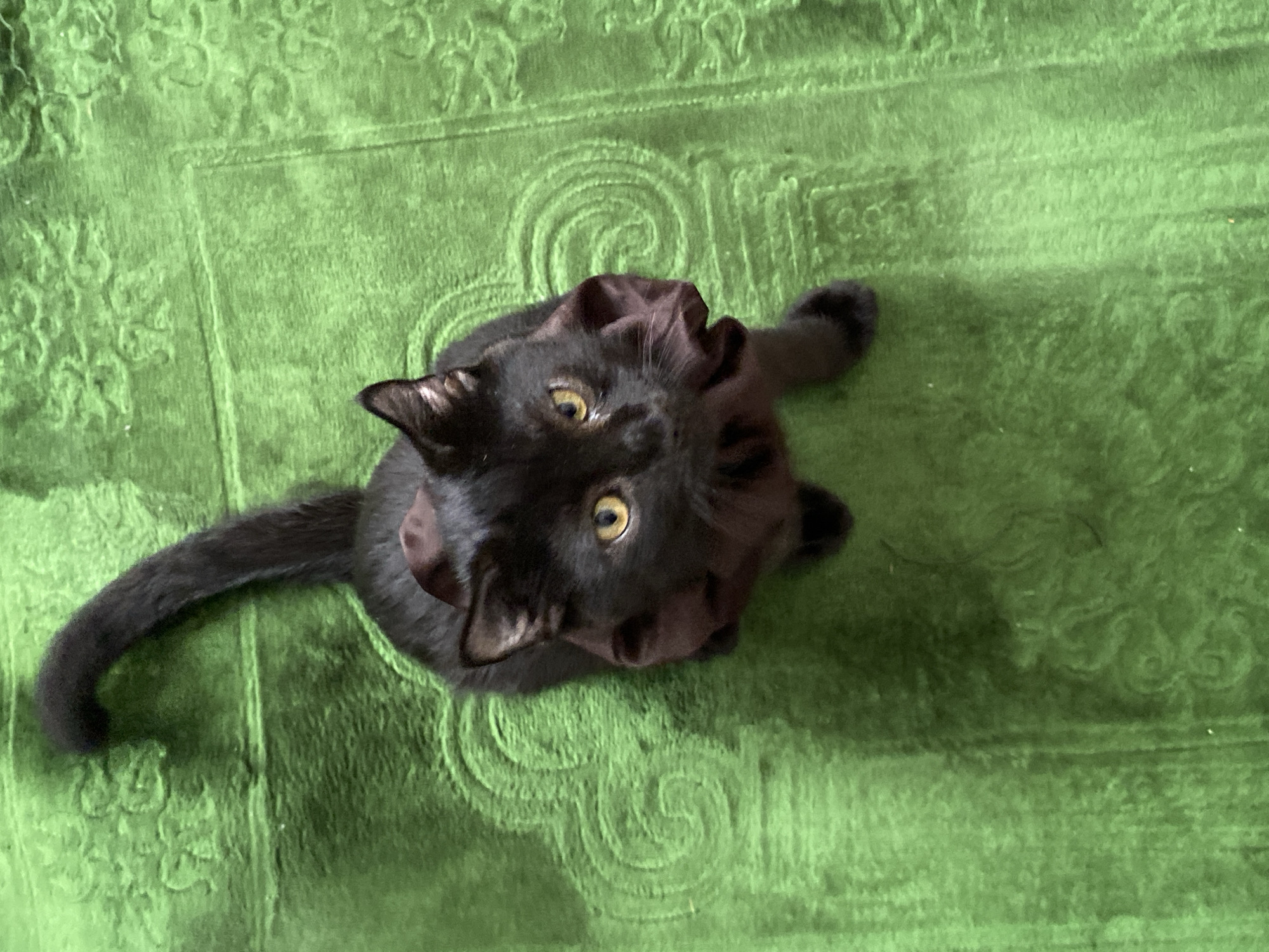 A black cat with yellow eyes sits on a bright green textured surface, possibly a rug, with a swirling pattern. The cat is wearing a dark brown fabric ruffled around its neck. Its tail extends to the right and upwards. The scene is lit from above, casting a slight shadow on the surface. The image appears to be taken from a high angle, looking down at the cat. There is no visible indication of the city of Troitskaya, Russia within the image itself.