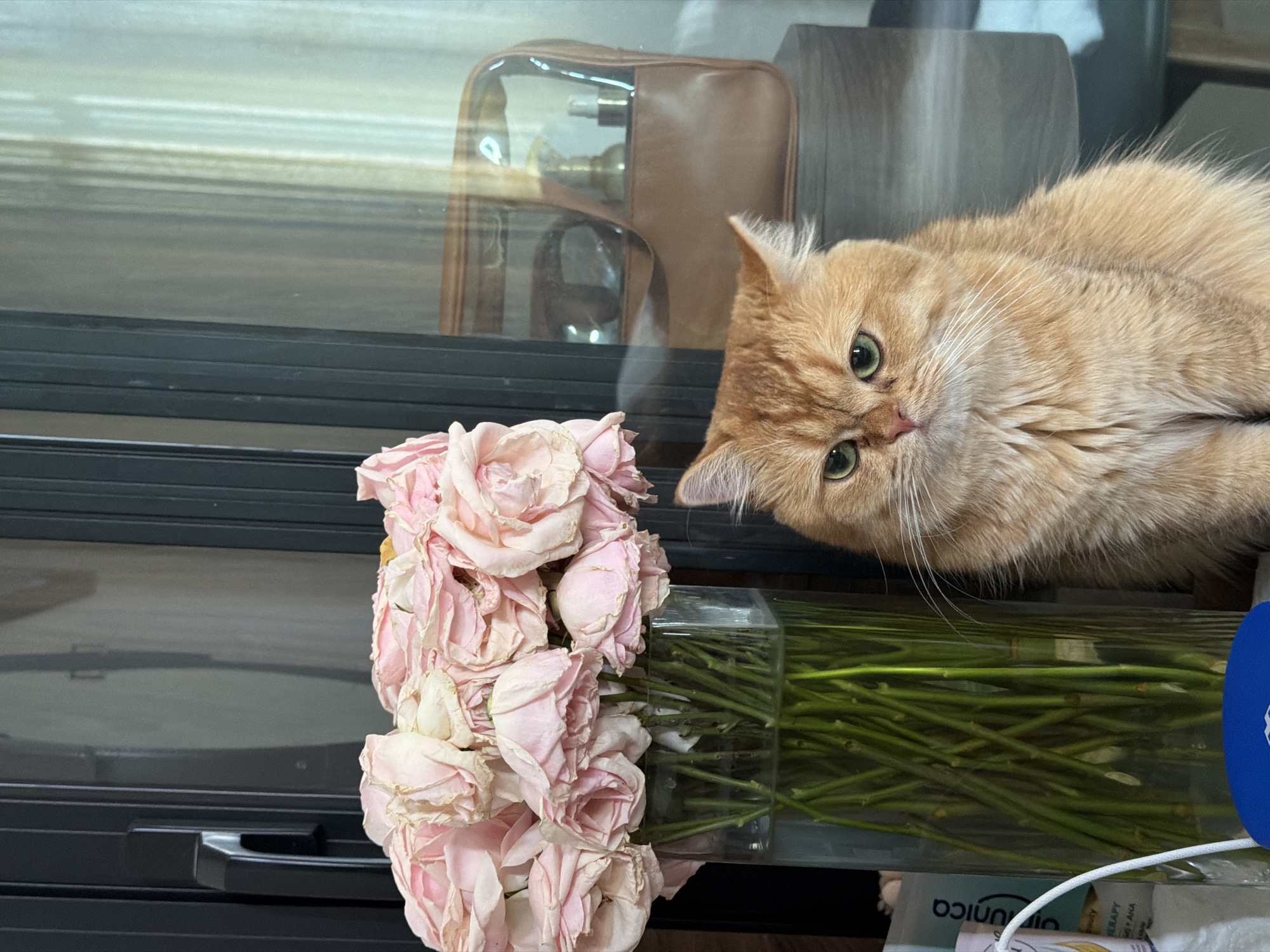 An orange cat with green eyes sits next to a vase of pale pink roses. The cat is looking forward with a slightly displeased expression. Behind the cat and roses, a clear bag containing various items is visible, possibly makeup or toiletries. The scene appears to be indoors, likely a domestic setting. The image does not contain any information that would allow for the determination of a location in Da Nang, Vietnam.
