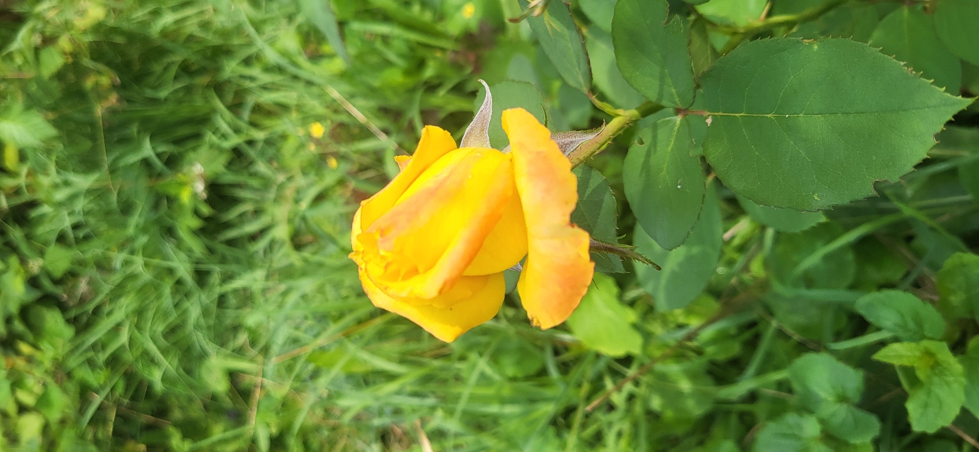 A yellow rose bud is in focus against a blurred green background of grass and foliage. The rose bud is partially open, revealing layers of yellow petals with hints of orange and red on the edges. The stem of the rose is visible, with green leaves and small thorns. The background is a wash of greens, suggesting an outdoor setting in a garden or natural area. The lighting is natural, likely daylight, with soft shadows. There are no people or animals present in the image. The location is unknown.