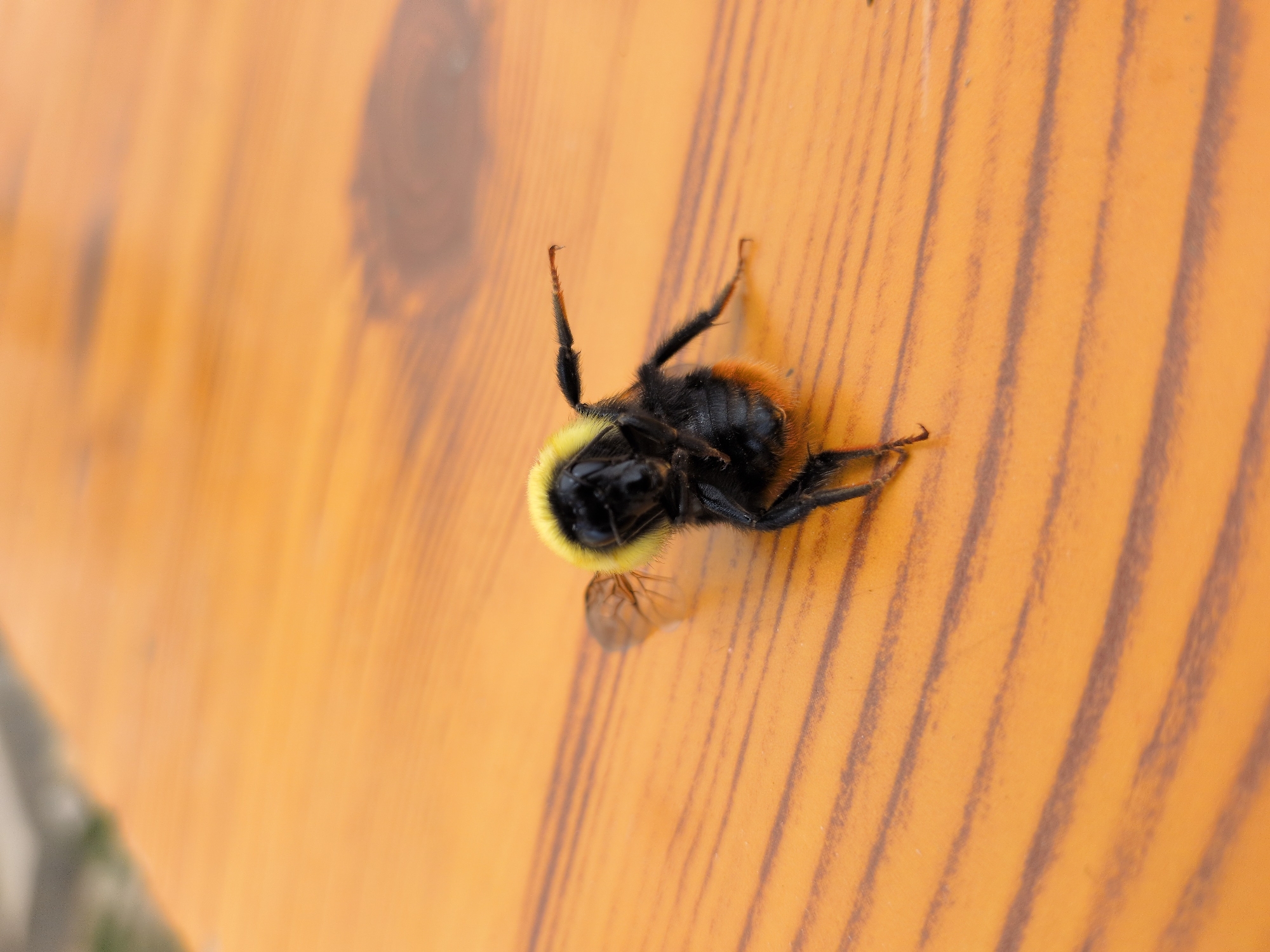 A bumblebee, characterized by its black and yellow fuzzy body, is positioned centrally on a wooden surface. The bee is tilted, with its legs and wings visible. The wooden surface exhibits a prominent grain pattern with alternating light and dark brown stripes. The background is blurred and out of focus, showing hints of greenery and suggesting an outdoor environment. The image captures a close-up view of the insect on the textured wood. The scene does not provide any information related to the city of Panamik, India.