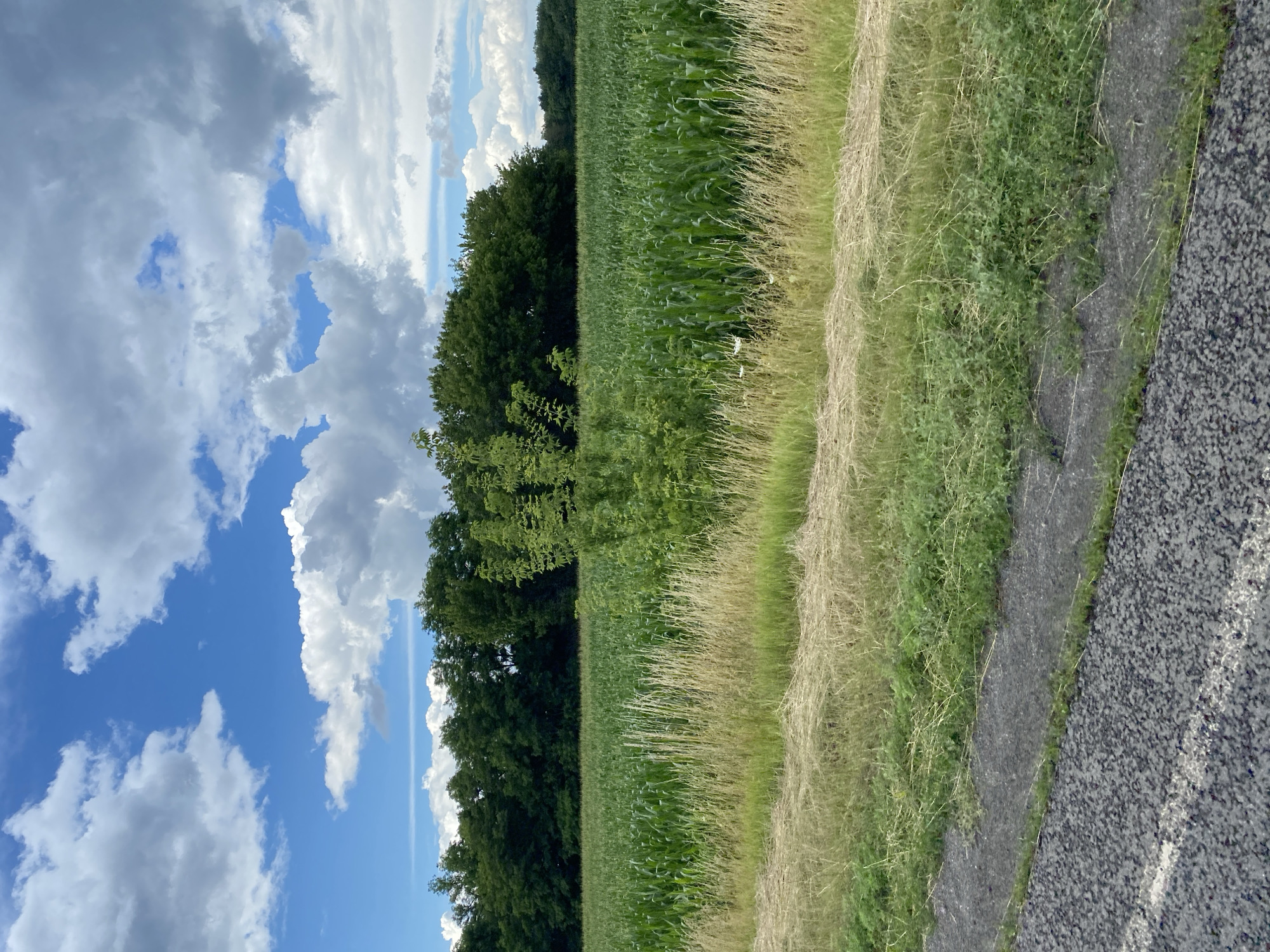 The image depicts a rural landscape in Okhinky, Ukraine. A vast field of green corn stalks dominates the middle ground, stretching towards a dense line of dark green trees bordering the horizon. In the foreground, a strip of dry, light brown grass lies parallel to a paved road with a white line marking its edge. The sky above is a vibrant blue, punctuated by large, fluffy white clouds with some darker grey undersides, suggesting a partly cloudy day. The overall scene conveys a sense of agricultural activity and natural beauty.