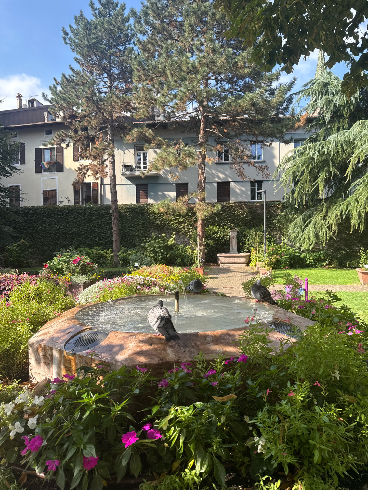 A sunny garden in Trento, Italy features a fountain with two pigeons, a building, and various plants. The fountain, made of marble, is surrounded by vibrant pink and white flowers and green foliage. In the background, a multi-story building with light-colored walls and dark shutters stands behind a dense green hedge. Tall pine trees and other greenery frame the scene. The sky is a clear blue, indicating fair weather.