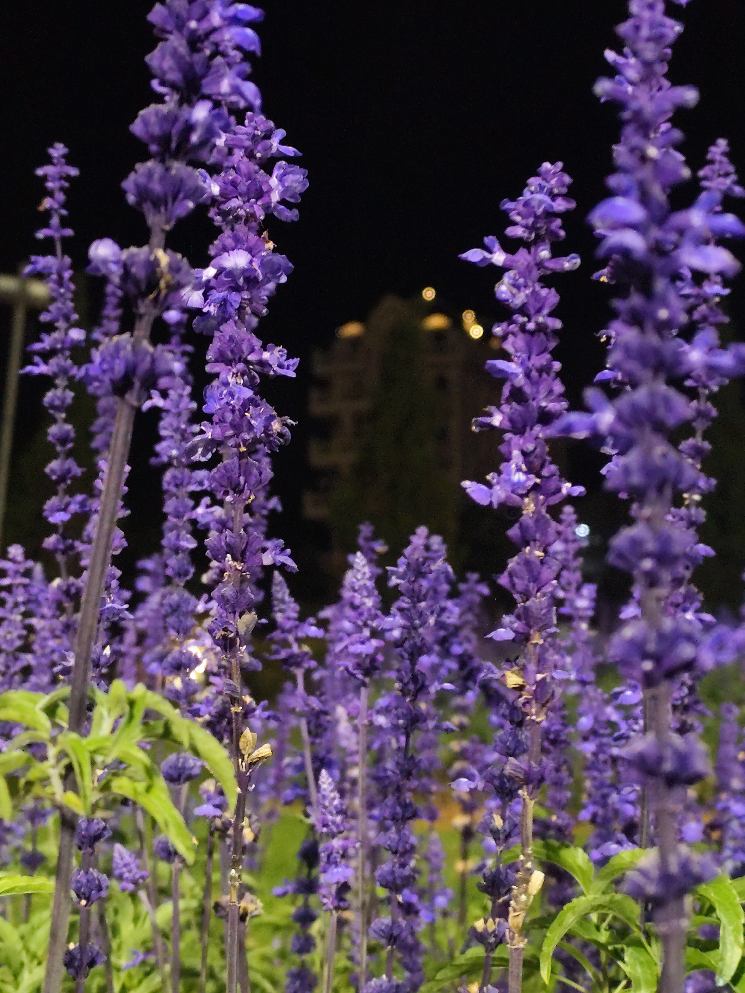 A close-up, low-angle shot captures a dense cluster of tall, purple lavender flowers against a dark, blurred background, suggesting nighttime. The flowers are in various stages of bloom, with some fully open and others still forming buds. The stems are thin and dark, and the leaves are a vibrant green, contrasting with the purple blooms. In the background, out-of-focus lights and the silhouette of a building hint at an urban setting. The overall impression is one of natural beauty illuminated by artificial light, creating a moody and atmospheric scene. The location is identified as Da Lat, Vietnam, a city known for its floral gardens and cool climate, which would be conducive to growing lavender.