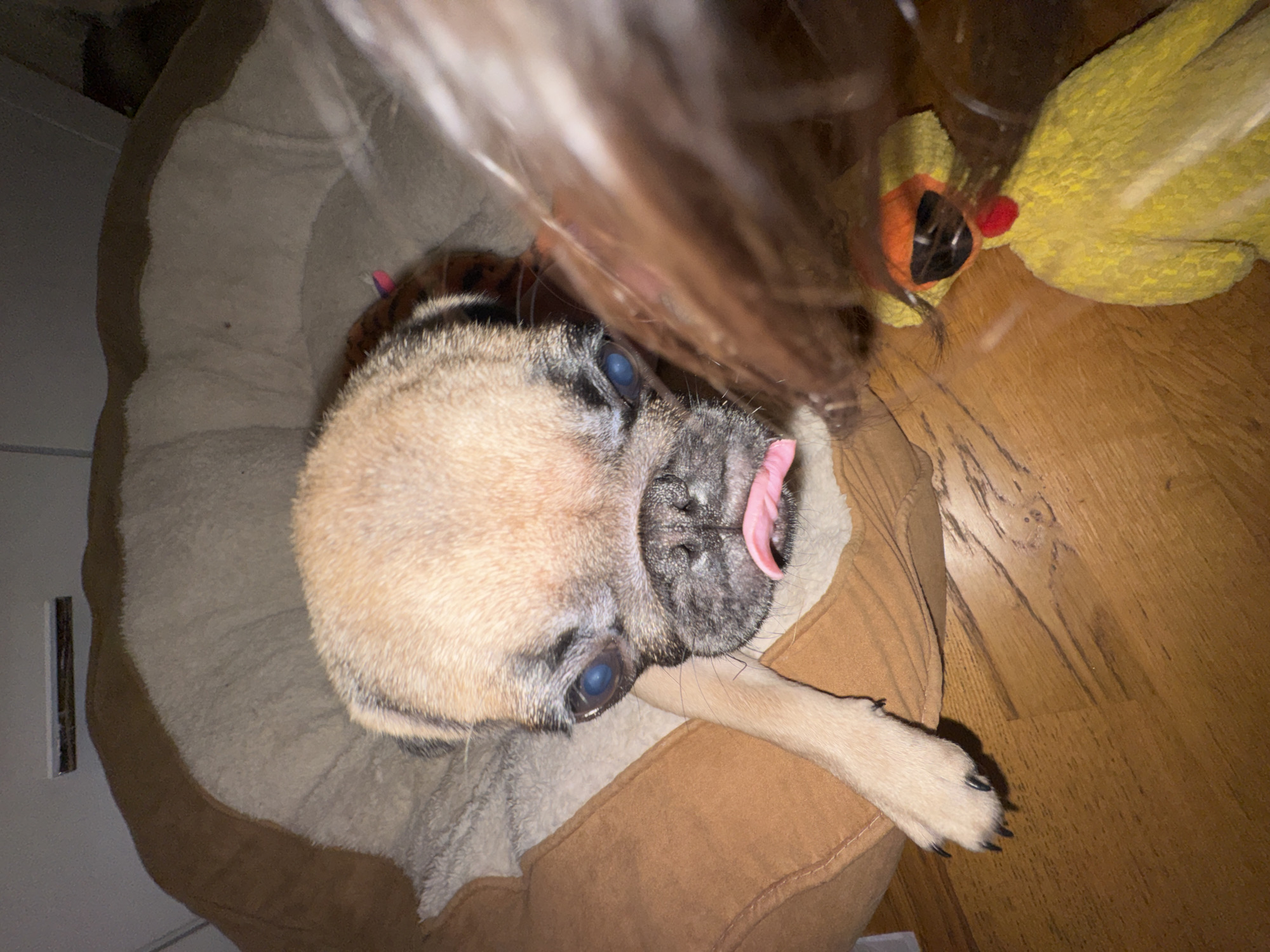 A pug dog is lying on its side in a brown and tan dog bed. The dog has tan fur, a black muzzle, and its tongue is sticking out. The dog's eyes are cloudy. Part of a person's brown hair is in the foreground. Next to the dog bed on a wood floor is a yellow stuffed chicken toy with an orange beak. The photo appears to be taken indoors. There is no information to identify the location in Podgorica, Montenegro.