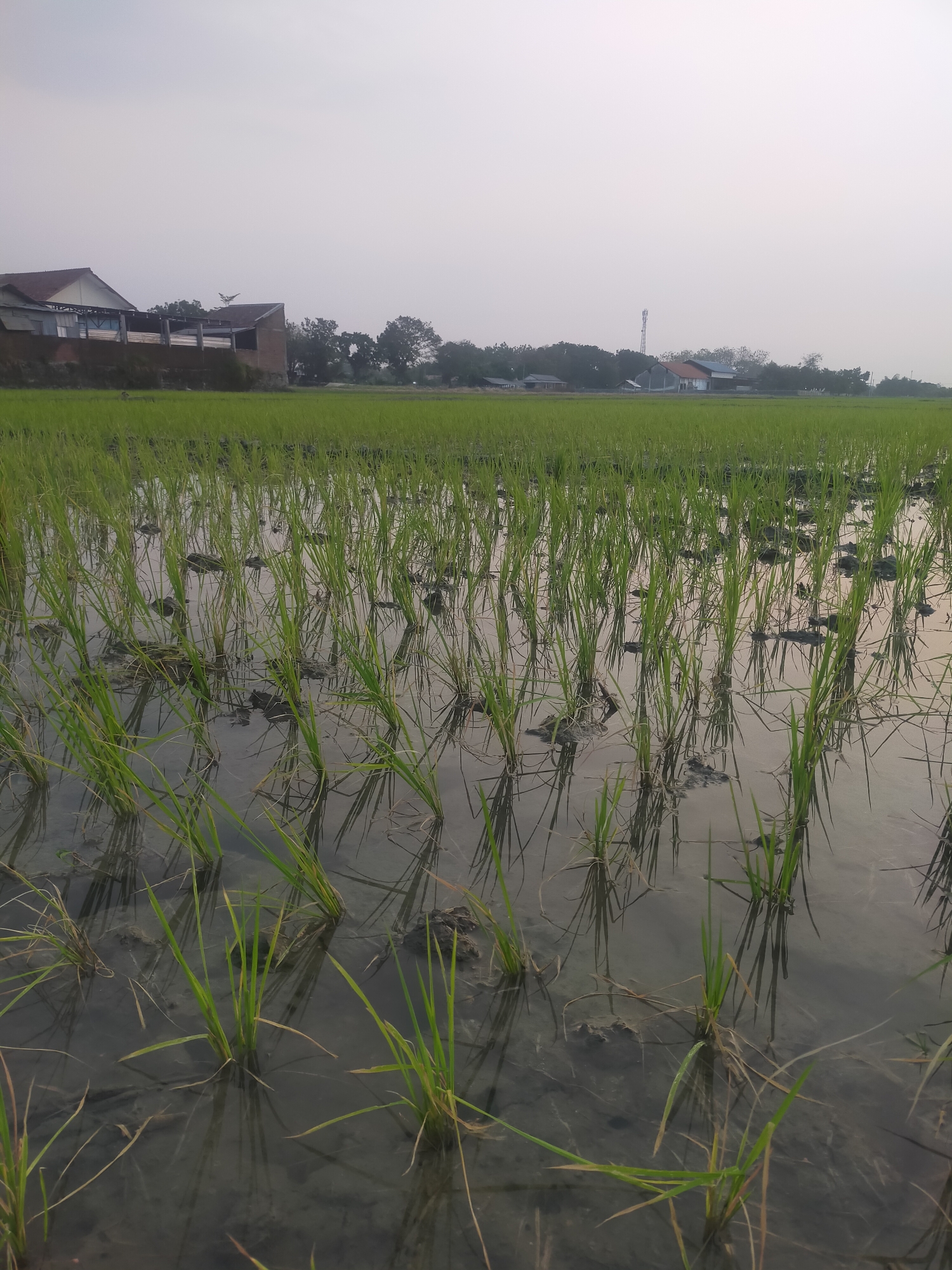 A vertical, medium shot captures a flooded rice paddy in Dukuhwaru, Indonesia, with rows of young green rice plants emerging from murky water. The water's surface reflects the overcast sky and the surrounding environment. In the mid-ground, a line of trees forms a natural barrier. Beyond the trees, several buildings are visible, including a house with a reddish-brown roof and a white facade. A tall communication tower stands in the distance. The sky is uniformly hazy and light gray, suggesting either early morning or late afternoon light. The image is undated and unsigned.