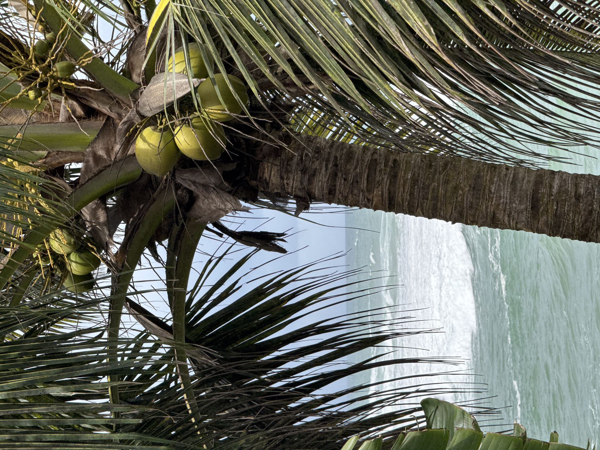 A close-up shot of a coconut palm tree reveals a cluster of green coconuts hanging from its trunk. In the background, the turquoise ocean meets a foamy white shoreline under a slightly overcast sky. The fronds of the palm tree frame the scene, with some appearing dry and withered while others are lush and green. The image captures a tropical beach scene in Goviyapana, Sri Lanka, a serene location known for its natural beauty and coastal landscapes.