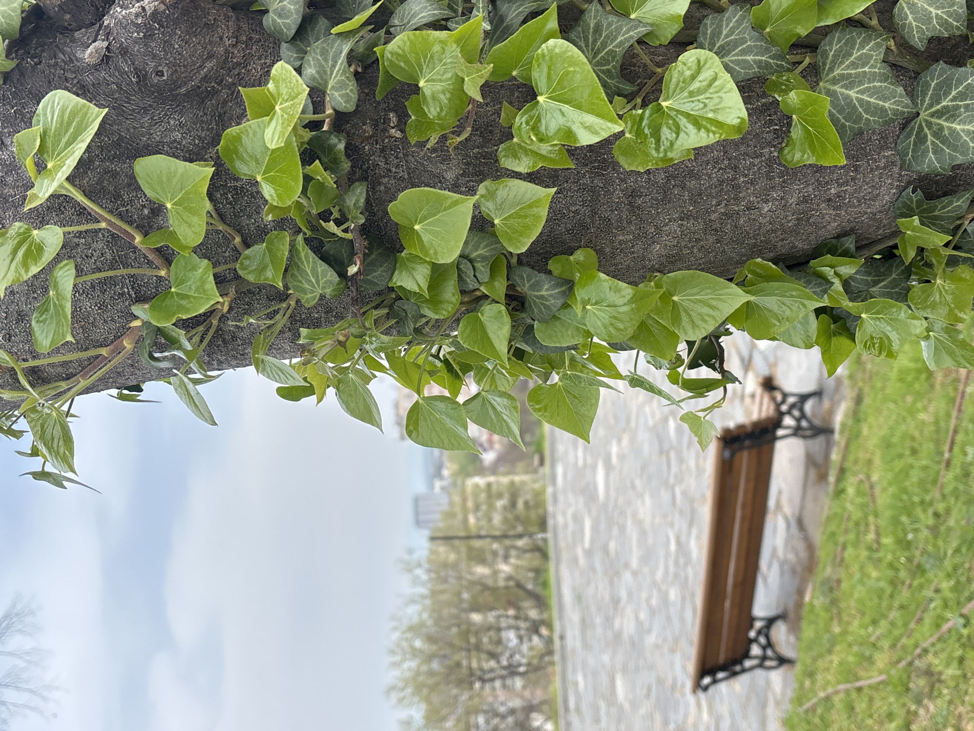 A close-up, sideways photograph depicts a tree trunk covered in ivy. A park bench is partially visible in the background, positioned on a stone walkway bordered by grass. Further in the background, there's an indistinct urban landscape with buildings and trees under a pale sky. The location is Plovdiv, Bulgaria.