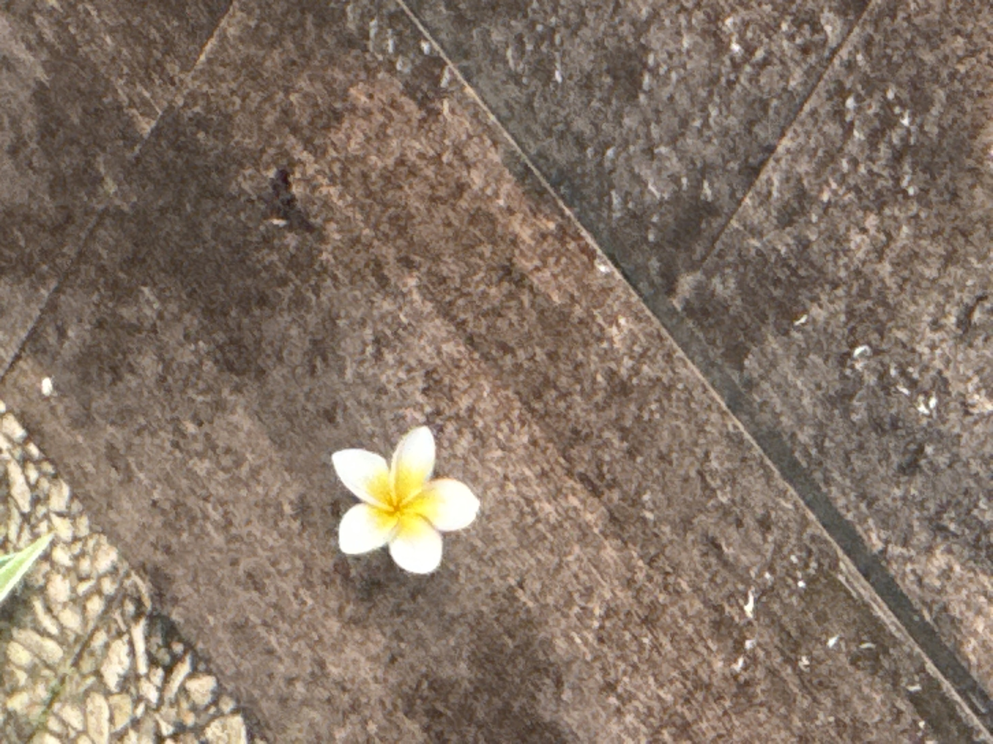 A single white frangipani flower with a yellow center rests on a brown, textured tile surface, likely a walkway or patio. The tile appears to be made of stone or concrete, with varying shades of brown and a rough texture. The flower is positioned slightly off-center, leaning towards the lower-left of the frame. Patches of small pebbles and greenery are visible in the lower-left corner, suggesting this is an outdoor space.
While specific visual information indicating Kuta, Indonesia is lacking, it can be inferred from the presence of frangipani flowers, which are common in tropical regions.