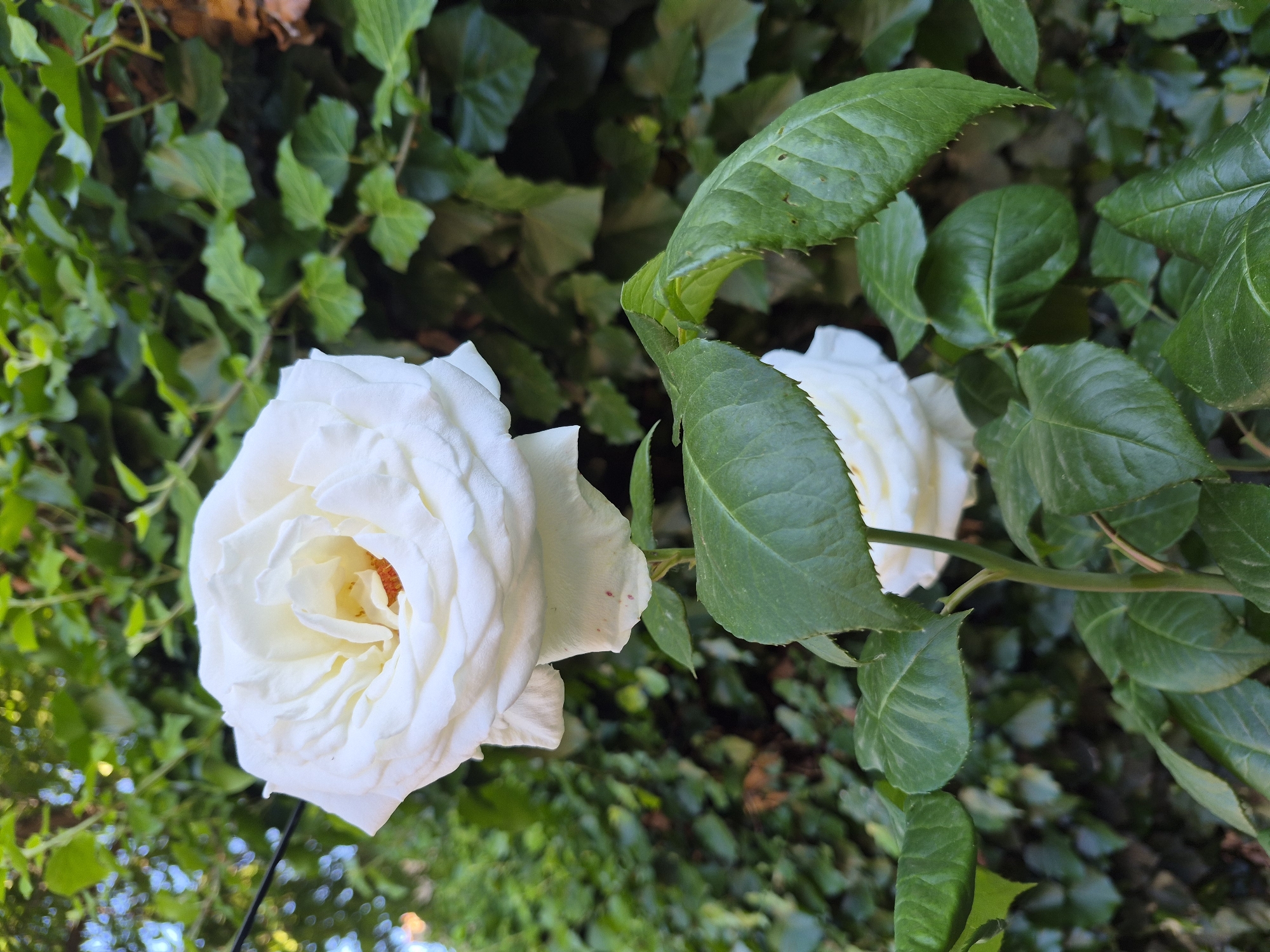 A close-up, eye-level, vertical shot features a white rose in full bloom, its petals delicately unfurling. The rose's center reveals a hint of orange-yellow stamen. The flower is set against a backdrop of lush green ivy foliage. Below the main rose, another partially visible white rose can be seen. The lighting suggests it is daytime, with sunlight highlighting the rose's texture and the deep green of the leaves. The scene is likely outdoors in a garden or natural setting.