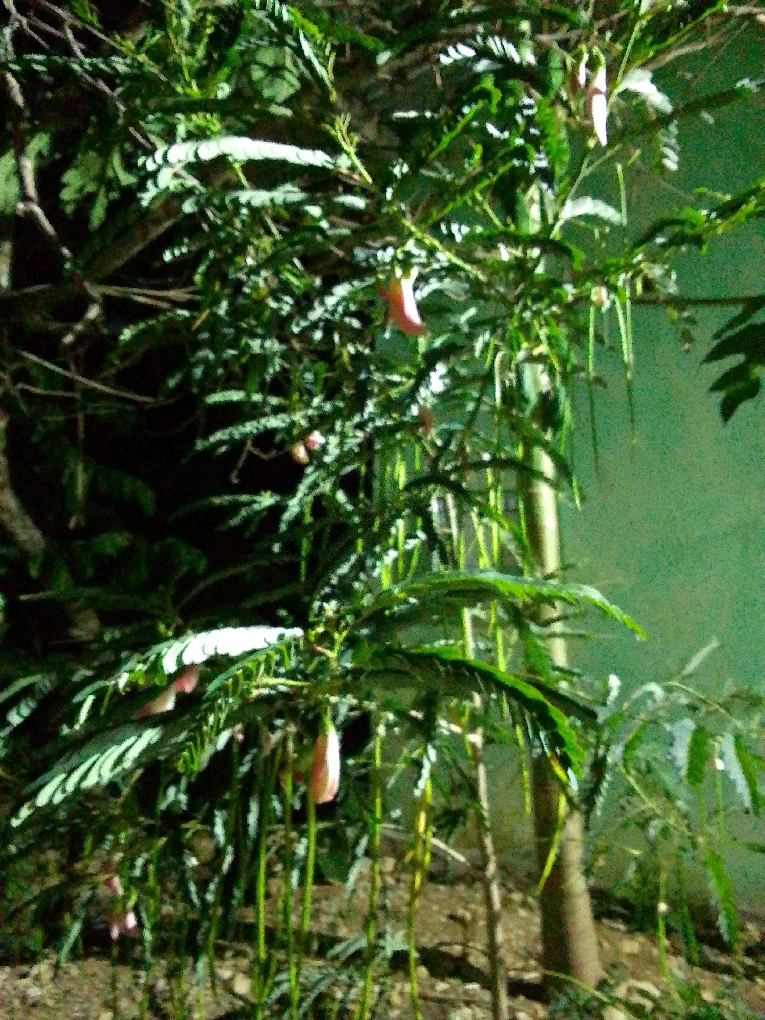 The image depicts a close-up of a tree with feathery green leaves and delicate pinkish-white flowers and seed pods. The tree is lit from the front, creating highlights on the leaves and flowers, while the background is dark and blurred, suggesting it was taken at night. The overall impression is one of natural beauty. The image does not contain any information about the location being Trenggalek, Indonesia, nor does it depict any people, actions, or interactions. The scene is entirely focused on the vegetation.
