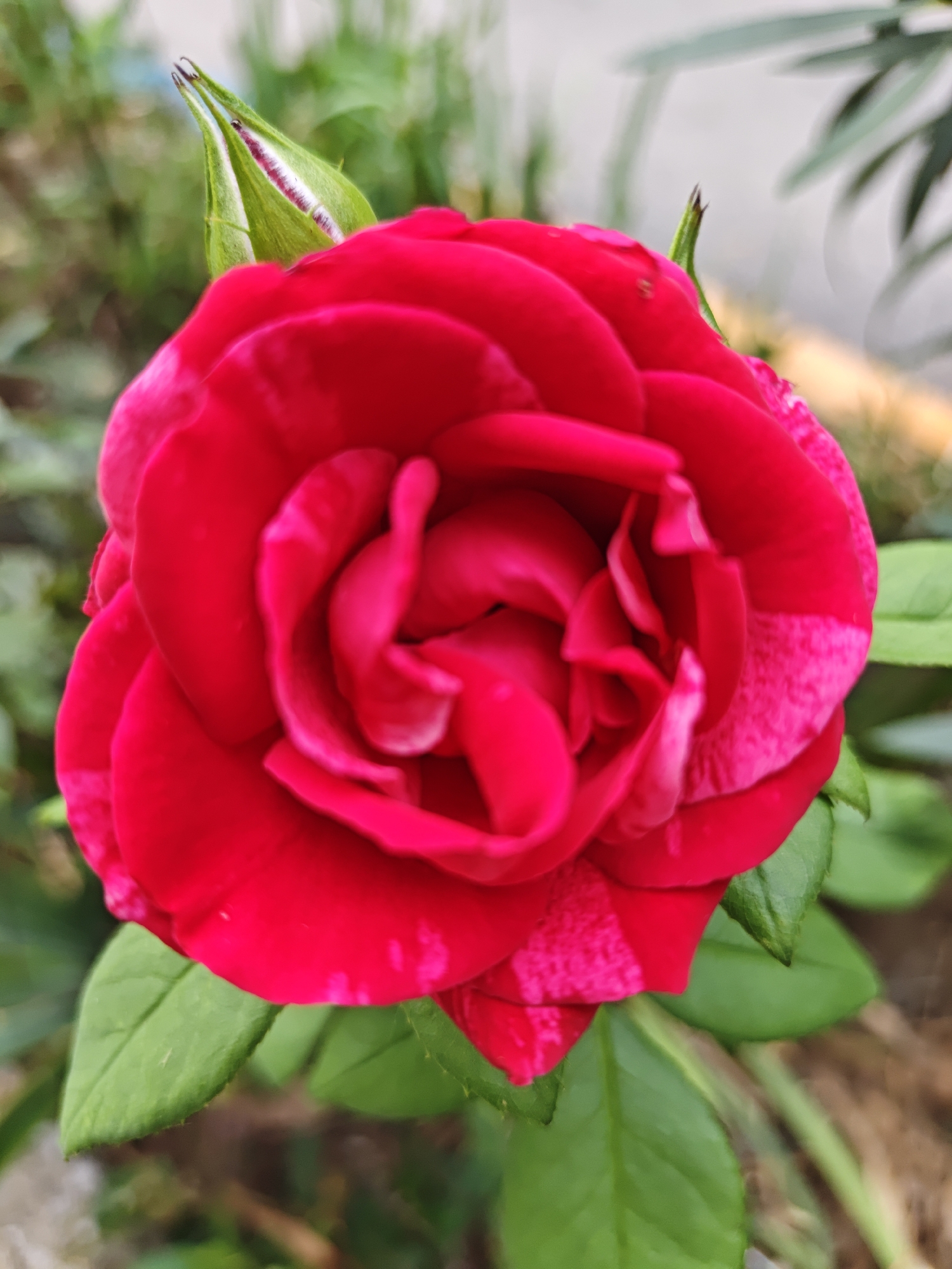 A close-up, eye-level shot captures a vibrant red rose in bloom. The rose occupies the majority of the frame, with its velvety petals unfurling in a spiral pattern. A bud, partially opened, is visible to the left of the main flower, its green sepals tinged with red. Lush green leaves surround the rose, some in focus, others softly blurred in the background. The setting appears to be an outdoor garden, with hints of other foliage and the ground visible behind the rose. The image is sharp and well-lit, highlighting the rich color and delicate texture of the rose. The specific location in the city of Yalta, Ukraine, is not discernible from the visual information provided in the image.