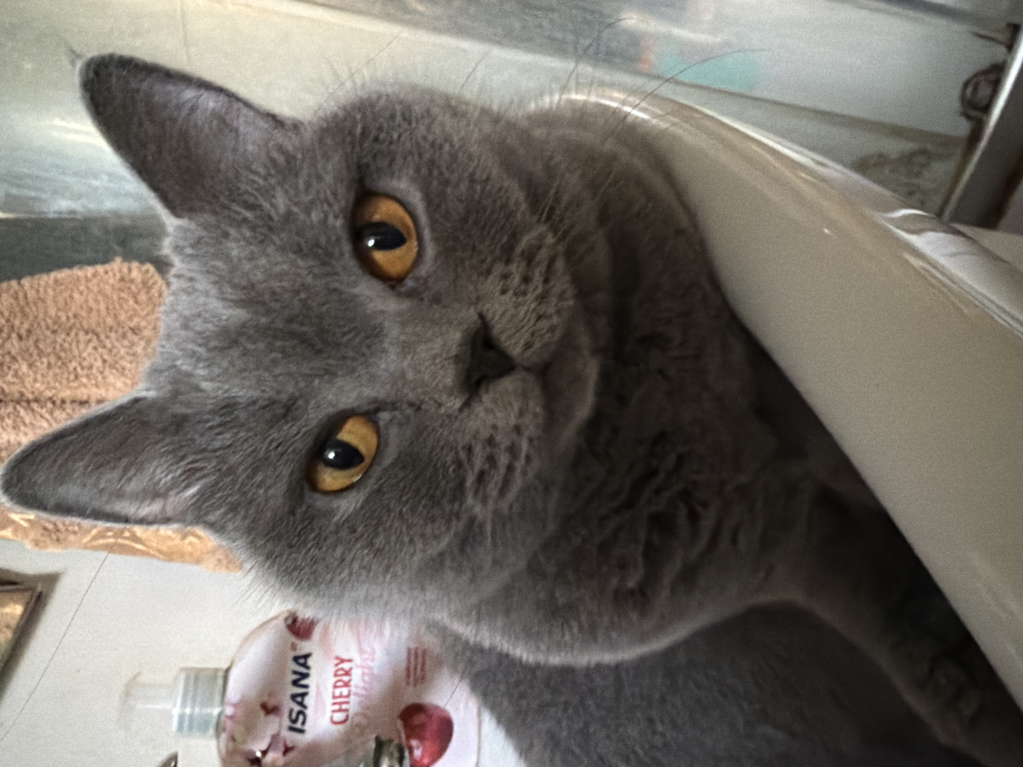 A close-up, eye-level, medium shot captures a British Shorthair cat with dense, grey fur and striking amber eyes. The cat is positioned within what appears to be a bathtub, its body resting on the curved edge of the tub. In the blurred background, a bottle of "ISANA CHERRY Delight" hand soap is visible to the left of the cat. The environment suggests an indoor setting, likely a bathroom. No specific details about the city of Szczecin, Poland are present in the image.