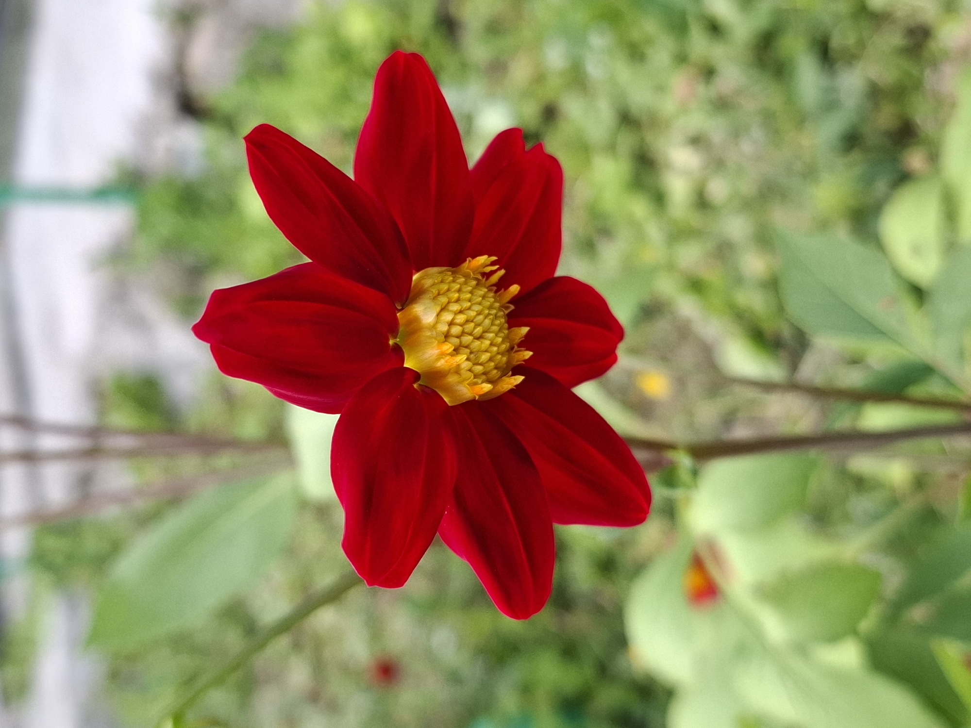 A close-up, eye-level shot features a single, vibrant red dahlia flower in focus against a blurred green background. The flower's petals are a deep, rich red and have a velvety appearance, with some petals curving inward and others extending outwards. The center of the flower is a bright yellow, composed of numerous small, tightly packed florets. The stem is visible below the flower, a thin brown stalk. The background consists of out-of-focus foliage, creating a soft bokeh effect. The overall impression is one of natural beauty and delicate detail, highlighting the intricate structure of the dahlia.