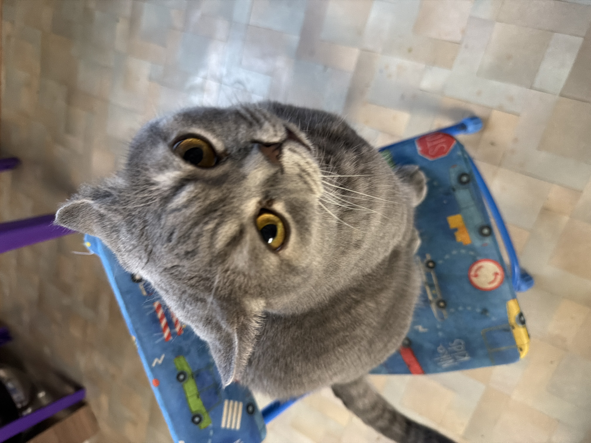 A grey, tabby-patterned cat with large golden-yellow eyes is the main subject of the image, looking directly upwards towards the camera with a curious and attentive expression. Its whiskers are prominent, and its fur appears soft and thick.
The cat is perched on a small, child-sized chair or stool. The chair is covered with a blue fabric featuring a playful pattern of cartoon vehicles, including green and yellow trucks, and various road signs. Visible text on the cover includes a red octagonal "STOP" sign and the words "Niko Kids" in white lettering. Another red circular sign with white markings is also present on the fabric. Part of a purple chair leg or support is visible on the left side of the frame.
The background shows a light-colored, possibly cream or off-white, tiled floor with a slightly textured or patterned surface. The lighting suggests an indoor setting, with bright but diffuse illumination. The photograph is taken from a high angle, looking down at the cat. The cat's tail is partially visible, extending towards the bottom right of the frame.