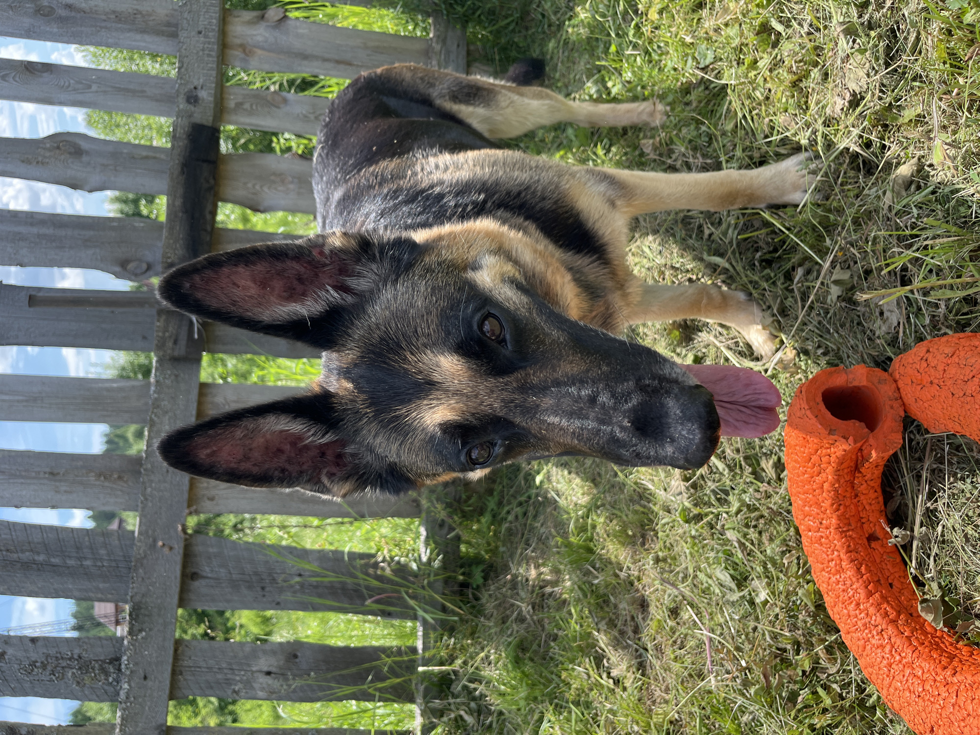 A German Shepherd dog stands in a grassy area near a wooden fence. The dog is looking towards the camera with its tongue out. An orange toy is visible in the foreground. The background shows a fence, trees, and a blue sky with clouds. The location is the city of Nizhny Tagil, Russia.