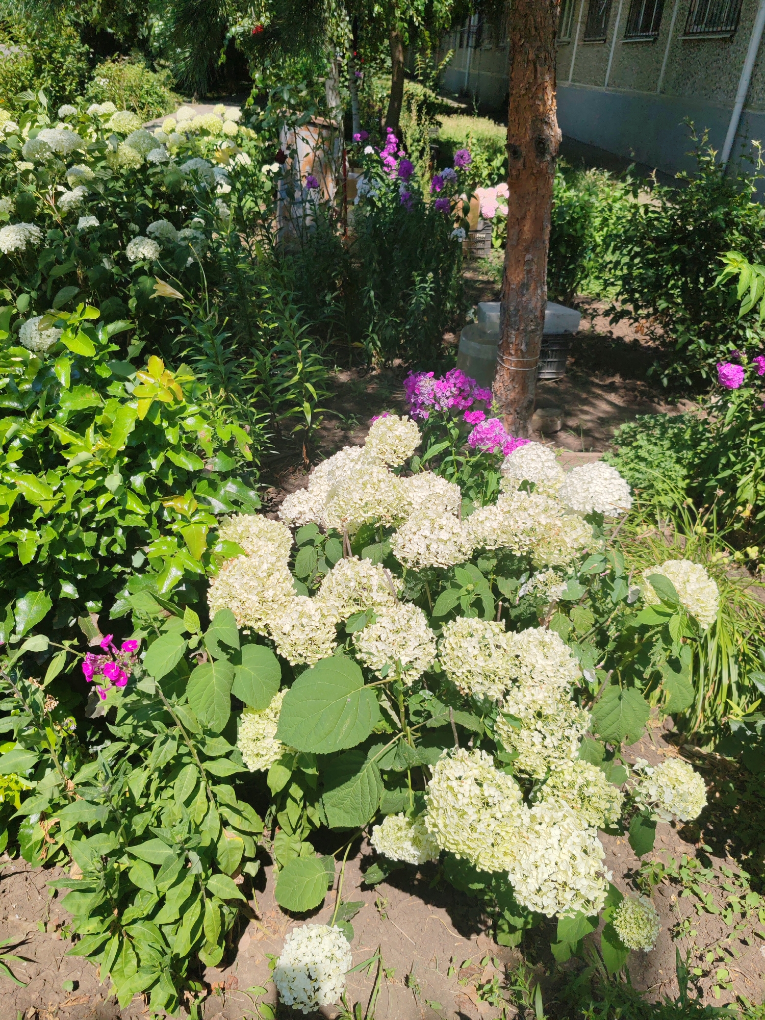 The image depicts a sunlit garden area with lush green foliage and blooming white hydrangeas in the foreground. In the background, a tree with rough bark stands next to a building with multiple windows. Various flowering plants, including pink phlox, add splashes of color to the scene. The ground is covered with soil and some dried leaves. The overall impression is of a well-maintained outdoor space, likely part of a residential or public area in Loris, Russia. There are no people or animals visible in the image.