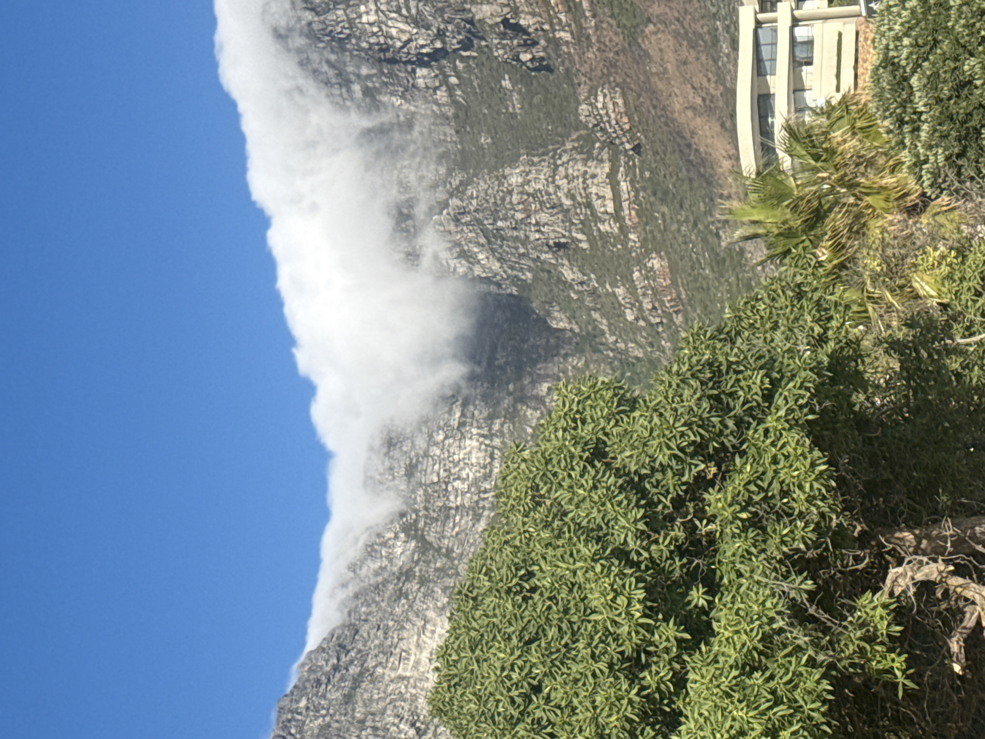 The image shows Table Mountain in Cape Town, South Africa, shrouded in a layer of low-lying clouds known as the "tablecloth." The blue sky is visible to the left of the mountain ridge. Part of the rocky mountain face is visible, with sparse vegetation clinging to the slopes. To the right, there is denser green vegetation, including trees and shrubs, obscuring the lower part of the mountain. A building can be partially seen behind the vegetation. The image is rotated counterclockwise, with the sky and mountain oriented vertically.