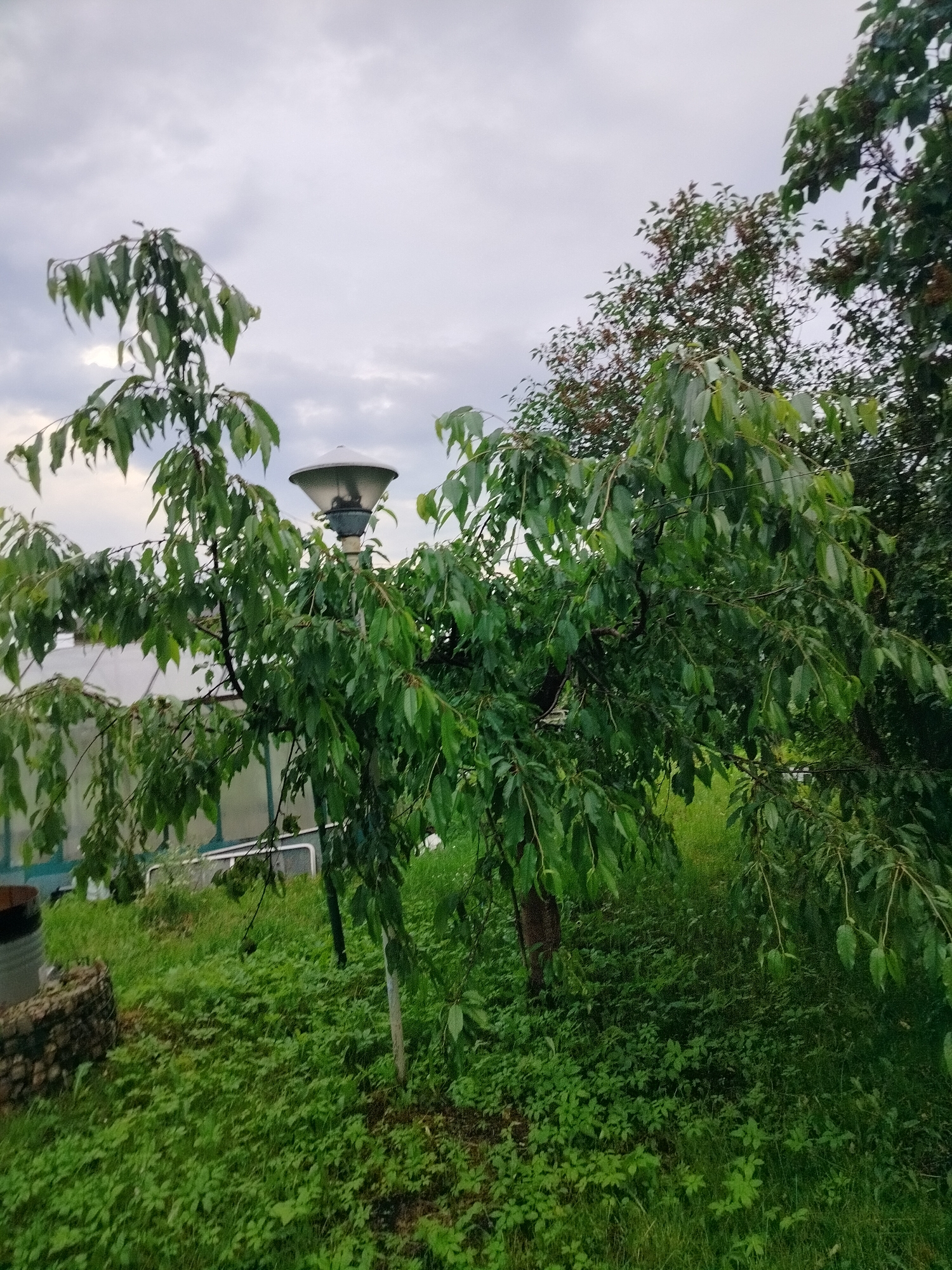 The image depicts an outdoor scene with lush green vegetation under a cloudy sky. In the foreground, a tree with drooping branches and green leaves dominates the view. A lamppost with a white conical shade is visible behind the tree, partially obscured by its foliage. Further in the background, a greenhouse or similar structure with a transparent roof and green framing is present. The ground is covered in dense green grass and smaller plants. To the left, a portion of a cylindrical object and a low stone structure are visible. The overall setting appears to be a garden or rural area. The image was taken in the Dzyeshchanskі sel'ski Save't, Belarus.
