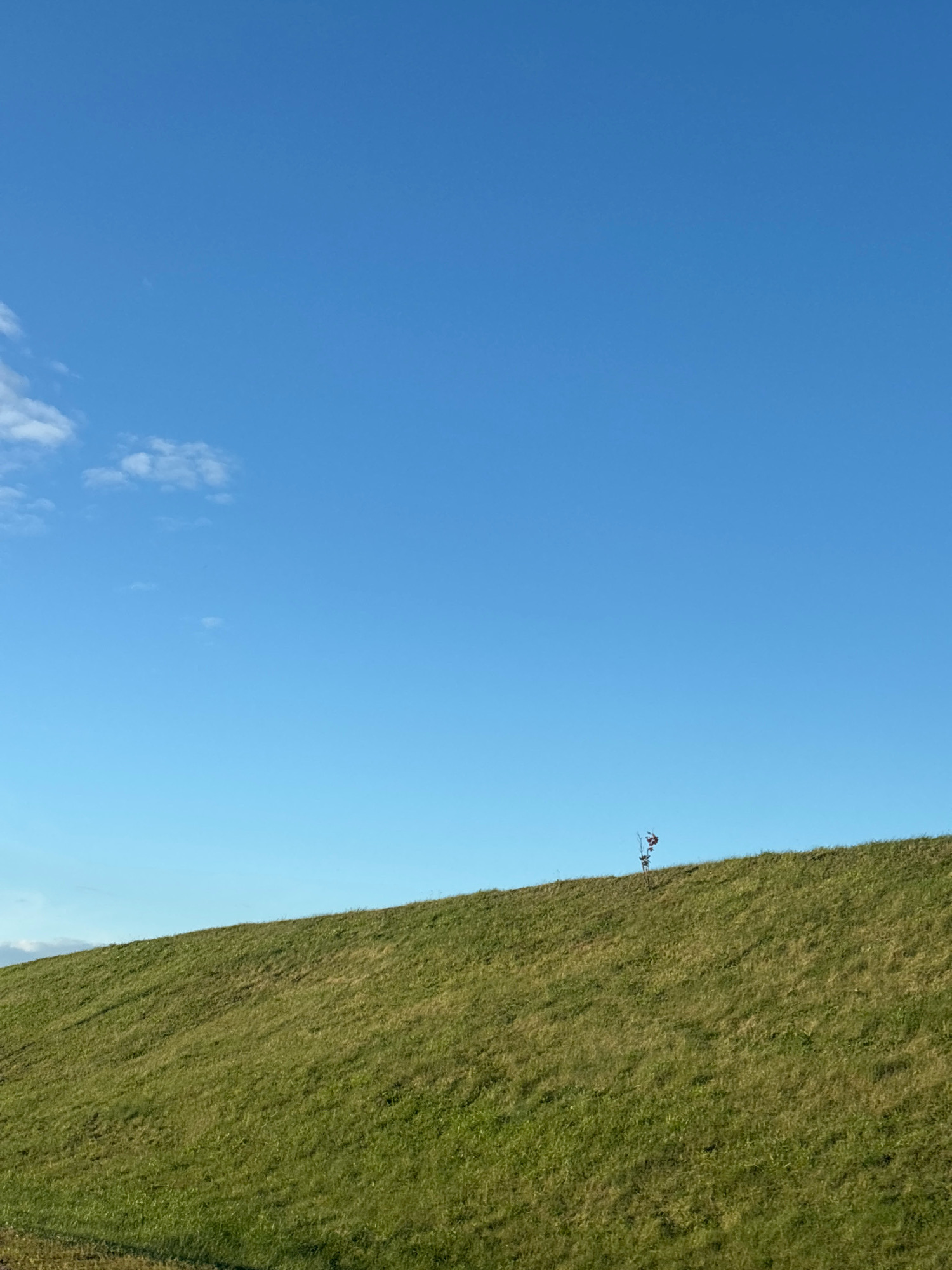 The image shows a vast expanse of clear, bright blue sky dominating the upper portion. A gently sloping grassy hill, covered in lush green grass with some dry patches, occupies the lower half of the frame. The hill extends from the left edge of the image to the right, creating a diagonal line against the sky. Near the crest of the hill, towards the right side, a single, thin sapling with a few red leaves stands in stark contrast to the green. A small white object, possibly a marker or equipment, is visible on the hill further to the right of the sapling. The scene appears to be an outdoor environment, likely a park or a rural landscape, with no buildings or urban structures visible. The lighting suggests it is daytime, with the sun high in the sky. The overall impression is one of natural beauty and tranquility, with a single point of focus provided by the small tree. The location is identified as Azyarytskaslabadski rural council, Belarus.