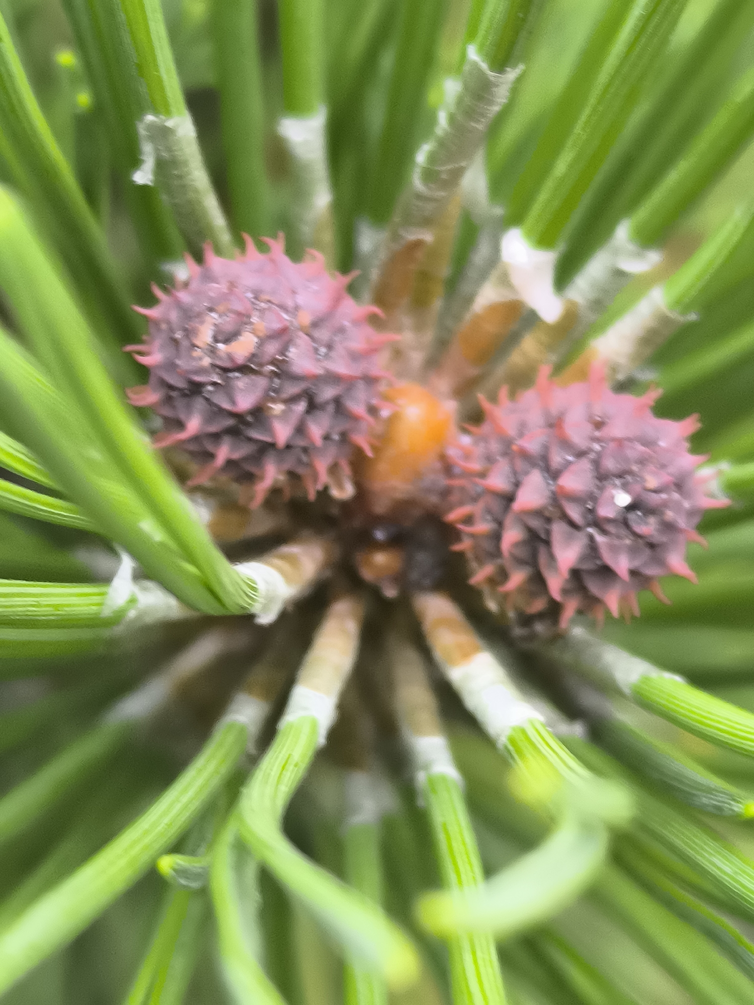 The image is a close-up, macro photograph of two developing pine cones with distinct pinkish-purple, spiky scales. They are surrounded by vibrant green pine needles. The needles have a slightly fuzzy texture and some appear to have tiny water droplets on them. The base of the needles shows a white, papery sheath. The overall lighting is soft, creating a shallow depth of field that blurs the background and focuses attention on the reproductive structures of the pine tree. There are no people or discernable man-made objects in the frame. This image was taken in Klaipėda, Lithuania, at the Botanical Garden of Klaipėda University.