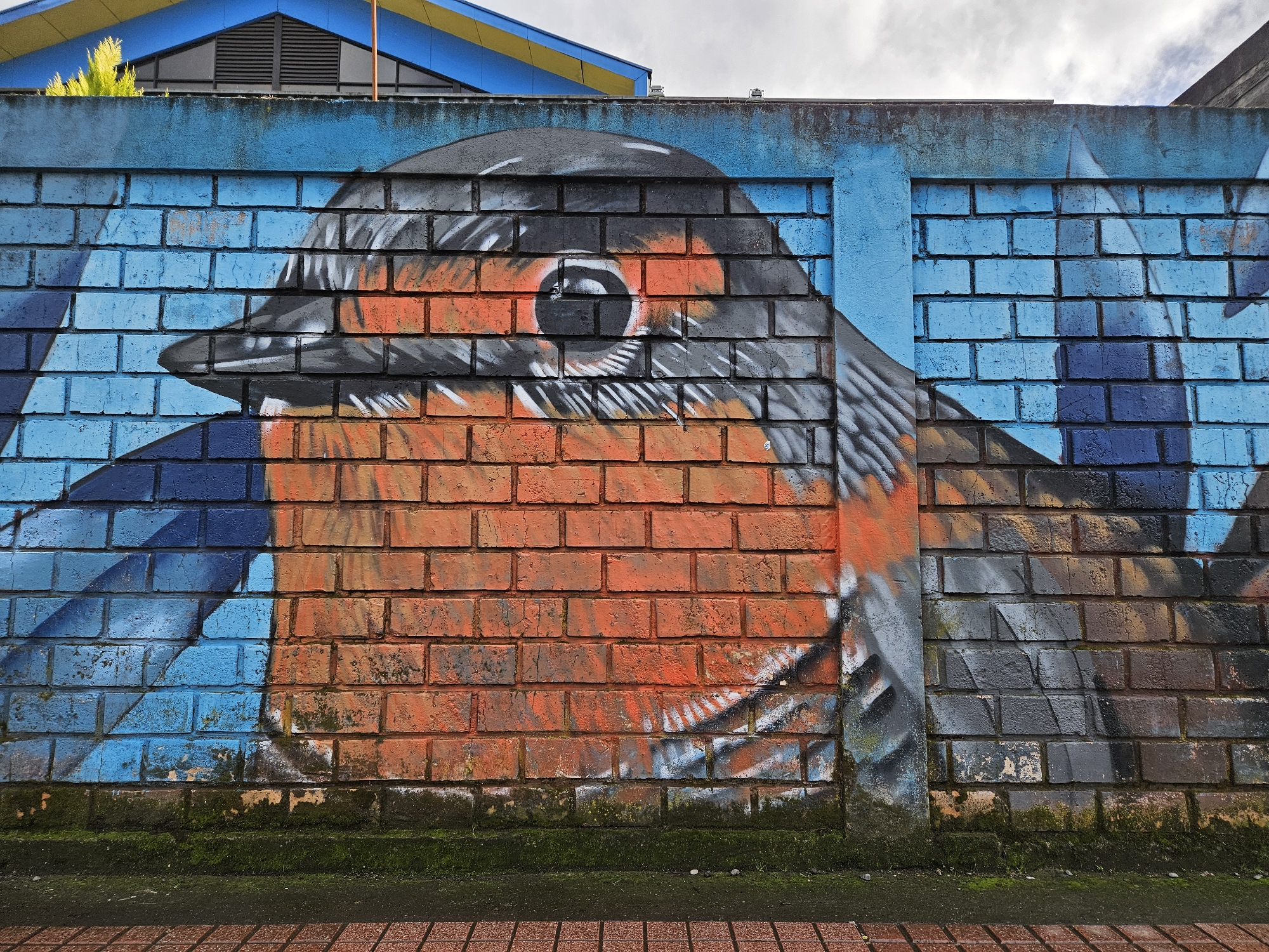 A vibrant mural of a bird, likely a robin, is painted on a weathered brick wall in Osorno, Chile. The bird's head is prominently displayed, its eye rendered with meticulous detail. The body and wings are suggested through contrasting colors and dynamic brushstrokes. The background surrounding the bird consists of blue-painted bricks, contrasting with the orange and gray tones of the bird itself. The base of the wall shows signs of weathering and is partially covered with moss. A section of red paving stones borders the wall. A building with a blue and yellow roof can be seen partially behind the mural. The sky is overcast.