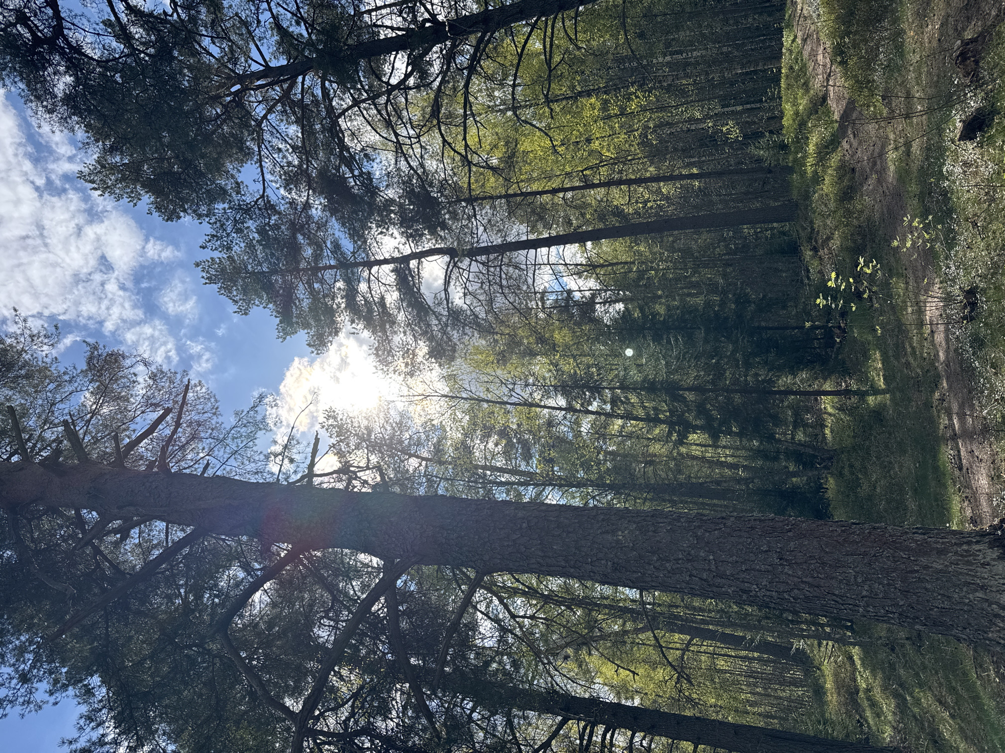 The image shows a forest scene, likely in or near Steklyannyi, Russia. The perspective is looking upwards through the trees towards a partly cloudy sky. Sunlight is breaking through the trees, creating glare in the center of the frame. Tall pine trees with dense foliage dominate the foreground and left side, while the right side features a more open forest floor with green vegetation and a narrow path. No people are visible in the image.