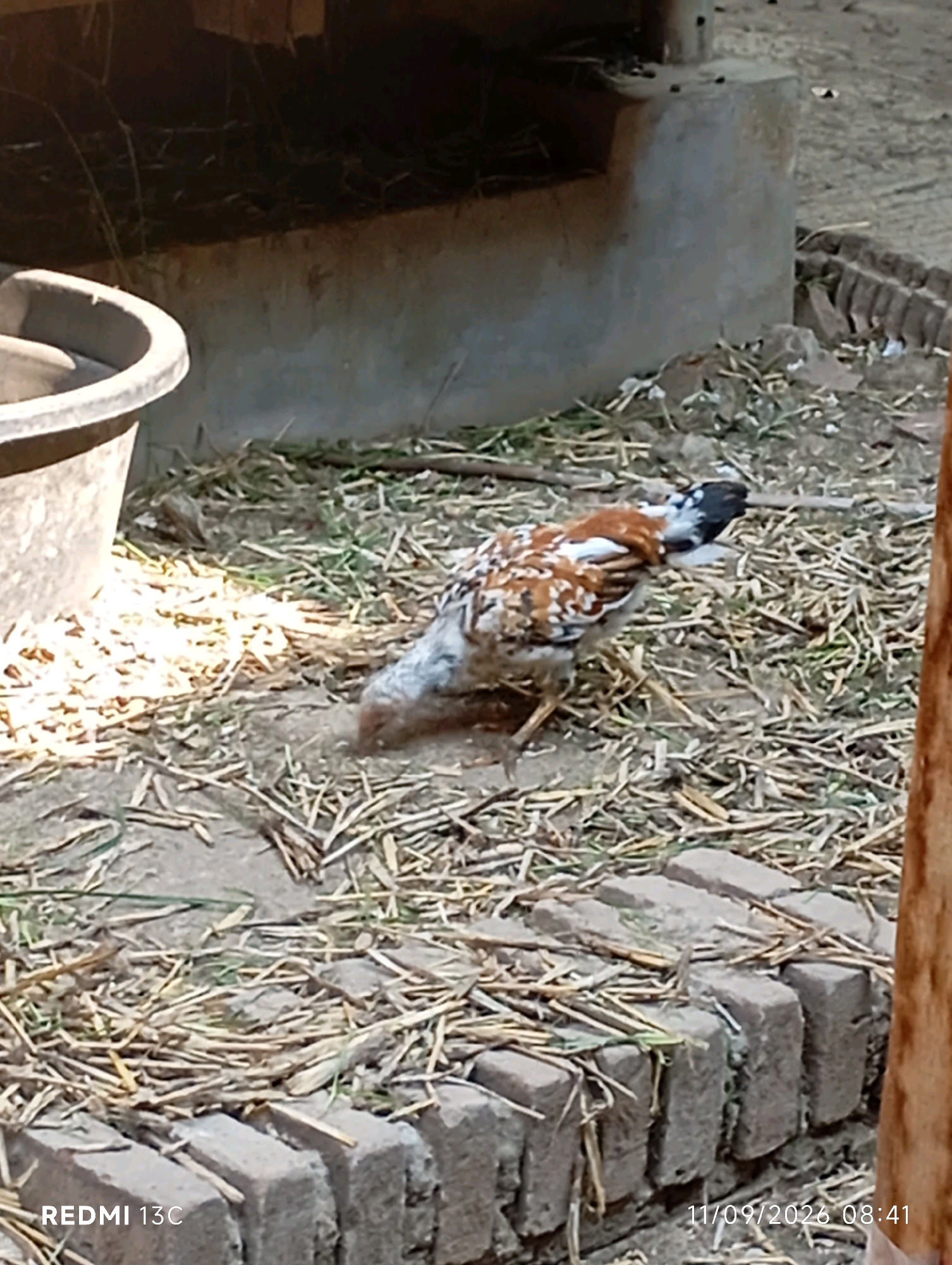 A chicken with brown, white, and black plumage is pecking at the ground near a large gray trough and a low brick wall. The ground is covered with dry straw and dirt. A wooden post is visible on the right side of the image. The scene appears to be outdoors in a rural or farm setting. The time stamp "11/09/2026 08:41" and the text "REDMI 13C" are present in the bottom corners of the image. The location is identified as Ambulu, Indonesia.