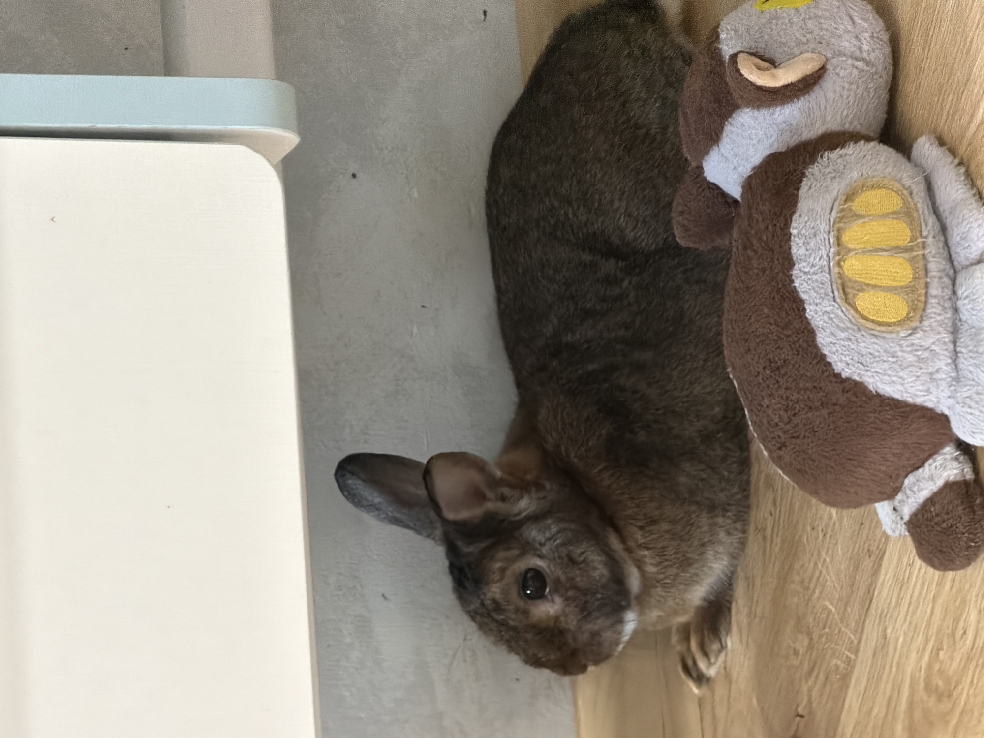 A brown rabbit rests on a wooden floor, its body partially obscured by two plush toys. The rabbit is positioned towards the left of the frame, with its head turned to the left, and its ears pointed upwards. The plush toys are in the foreground, one on the left and one on the right, both appearing to be stuffed animals with brown and grey markings. In the background, a white and pale blue object, possibly a radiator or a piece of furniture, is visible against a textured grey wall. The lighting suggests an indoor environment. The scene takes place in Solikamsk, Russia.