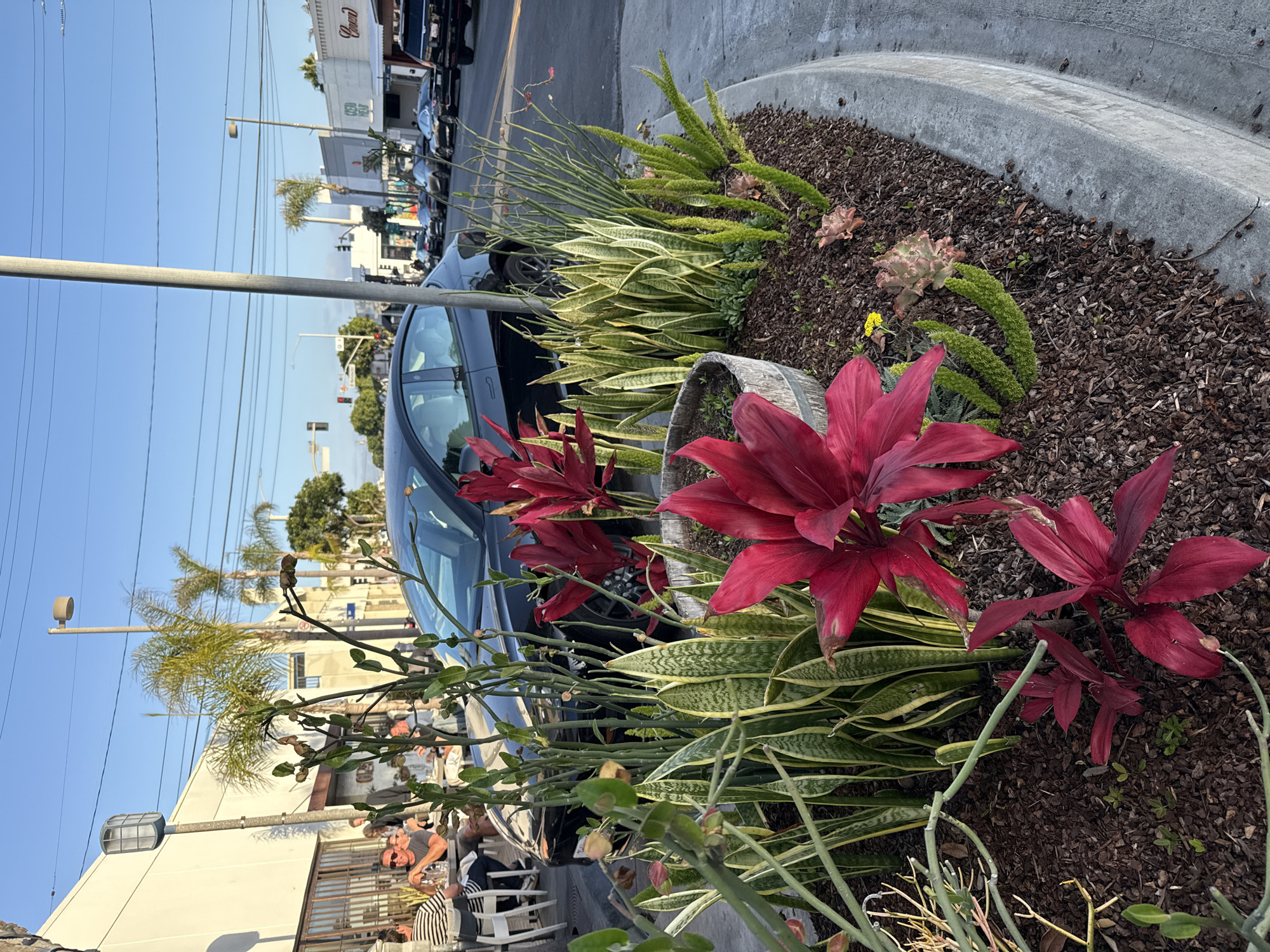 The image depicts a street scene in Manhattan Beach, California, USA. In the foreground, a raised planter bed is filled with various plants, including large red foliage plants, snake plants with variegated green and yellow leaves, and some succulents. The planter bed is covered in dark brown mulch. A concrete curb borders the planter bed, which meets a paved sidewalk. Behind the planter bed, a black Tesla Model 3 is parked on the street, facing to the right. Further down the street, other cars are visible, including a black SUV. On the left side of the image, a building with a white facade and large windows houses an outdoor dining area. Several people are seated at tables, some appearing to be dining and others in conversation. Streetlights and power lines are visible against a clear blue sky. The overall impression is a well-maintained urban streetscape with a mix of residential and commercial elements.