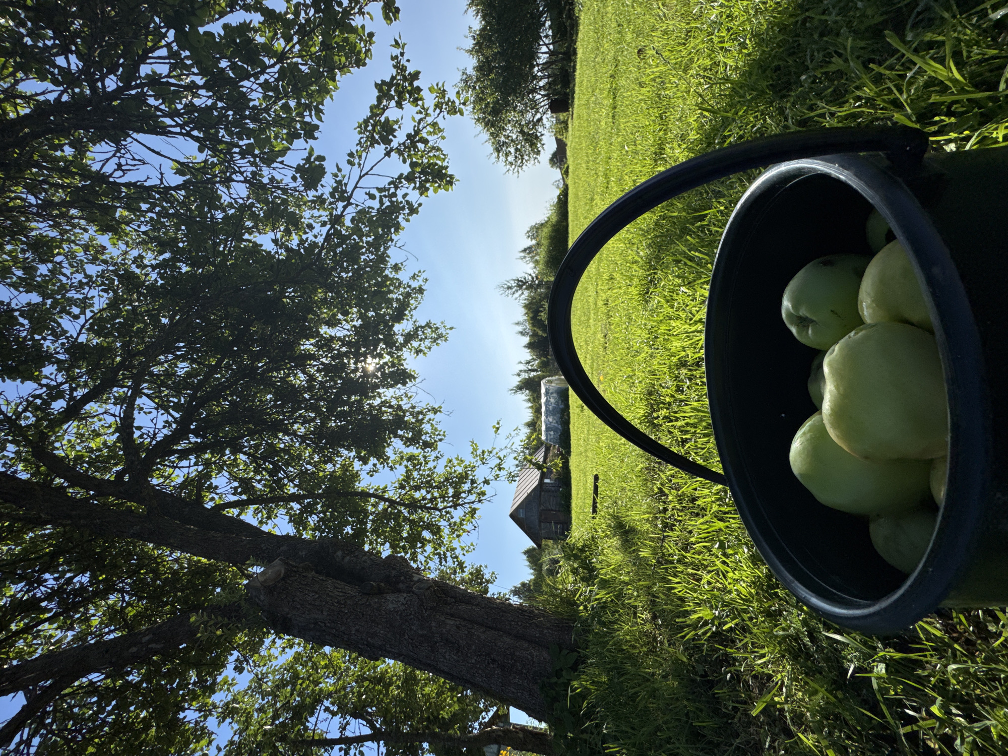 In Sitno, Russia, under a bright blue sky, a black plastic bucket filled with light green apples sits in lush green grass. Sunlight filters through the leaves of a large tree, casting dappled shadows on the ground. In the background, a small wooden house with a gray roof is visible, along with a greenhouse. The scene depicts a peaceful rural setting.