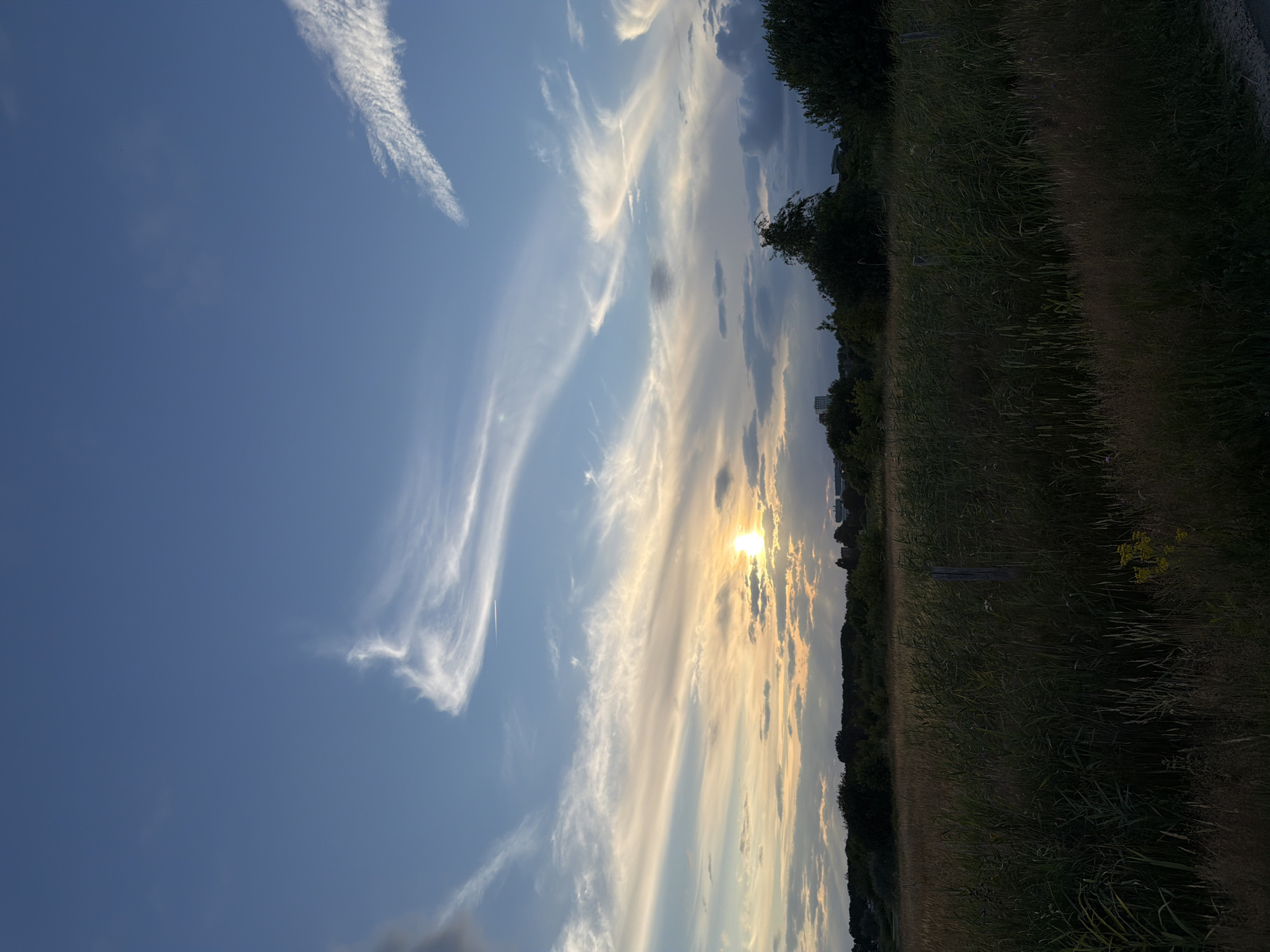 The image depicts a natural landscape with a sky at sunset. The sky is a vibrant blue, with streaks of wispy white clouds that are illuminated by the setting sun. The sun itself is a bright orb, partially obscured by scattered clouds, casting a warm, golden light across the horizon. Below the sky is a treeline of dense green foliage, interspersed with taller trees. In the distance, some buildings are visible, suggesting an urban or suburban setting. The foreground consists of a field of tall, dry grass and reeds, with a thin fence running through it. The overall scene conveys a sense of tranquility and the natural beauty of an evening sky over a Dutch landscape, possibly within the outskirts of 's-Hertogenbosch, Netherlands.