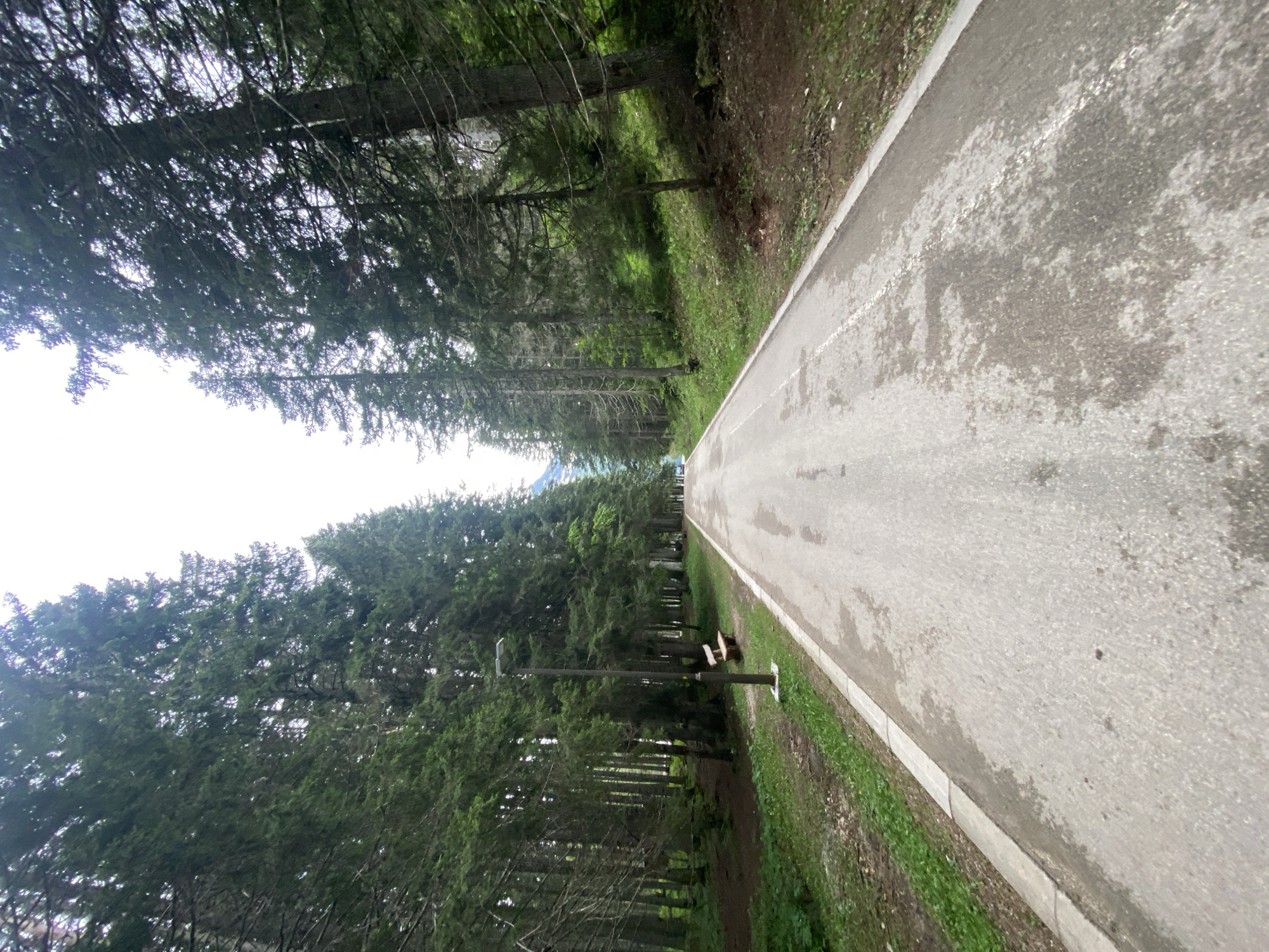 The image depicts a paved road or path winding through a dense evergreen forest, likely in Pitomine, Montenegro. The perspective is taken from ground level, looking down the straight stretch of the road as it recedes into the distance.
The road surface is asphalt, mottled with wet patches, suggesting recent rain or high humidity. A faint, worn white dashed line runs down the center of the road. On the right side, a concrete curb neatly separates the paved surface from a narrow strip of green grass and dirt. Within this grassy verge, a simple wooden bench and a modern street lamp with a dark pole are visible, indicating this is a maintained recreational area or quiet road.
Dense coniferous trees, such as spruces or pines, line both sides of the path, creating a tunnel-like effect with their tall trunks and thick green canopies. The forest floor appears shaded and covered with fallen needles and undergrowth. Above the tree line, a bright, overcast sky is visible, suggesting daytime conditions without direct sunlight. In the far distance, beyond the trees, faint blue forms hint at distant mountains or hills, characteristic of the Montenegrin landscape.
The scene conveys a peaceful and natural atmosphere, with no people or specific activities depicted. There is no visible text in the image.