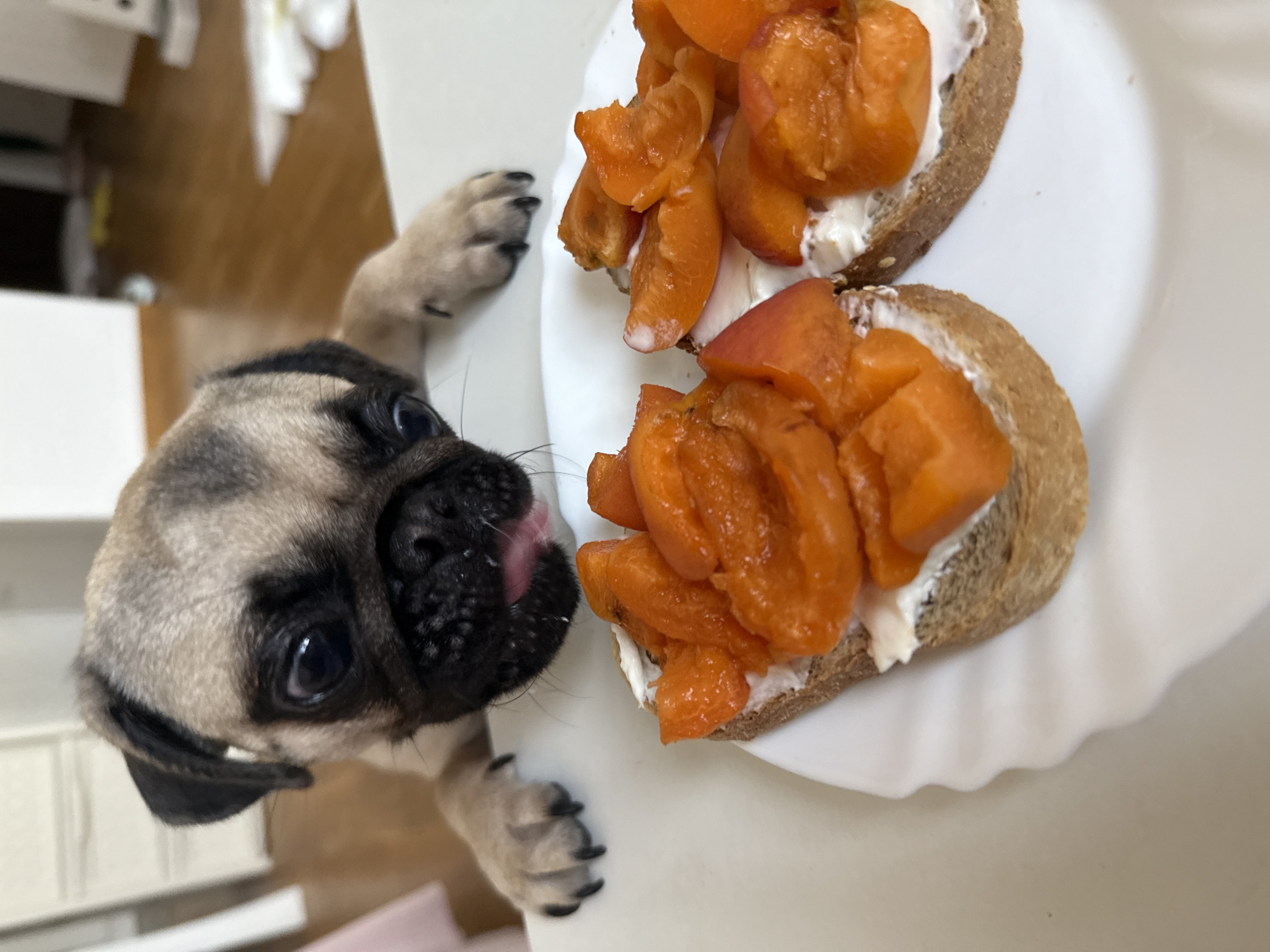 A pug puppy leans over a white table, its face close to two open-faced sandwiches topped with white cream and sliced apricots. The puppy's tongue is extended, and its eyes are wide with apparent interest in the food. One of the puppy's paws rests on the table near the sandwiches. The background of the image is out of focus, showing what appears to be a domestic setting with wooden flooring and furniture. The lighting suggests an indoor environment.